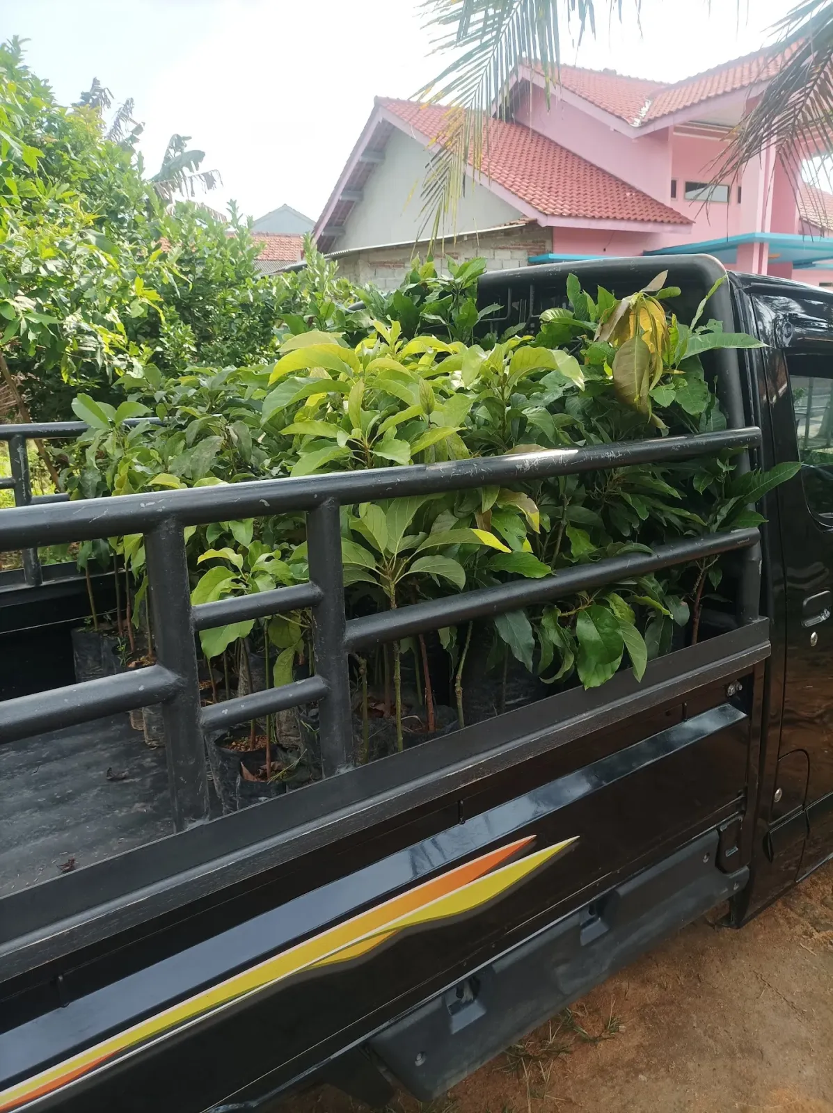 Agrin Jaya Bibit