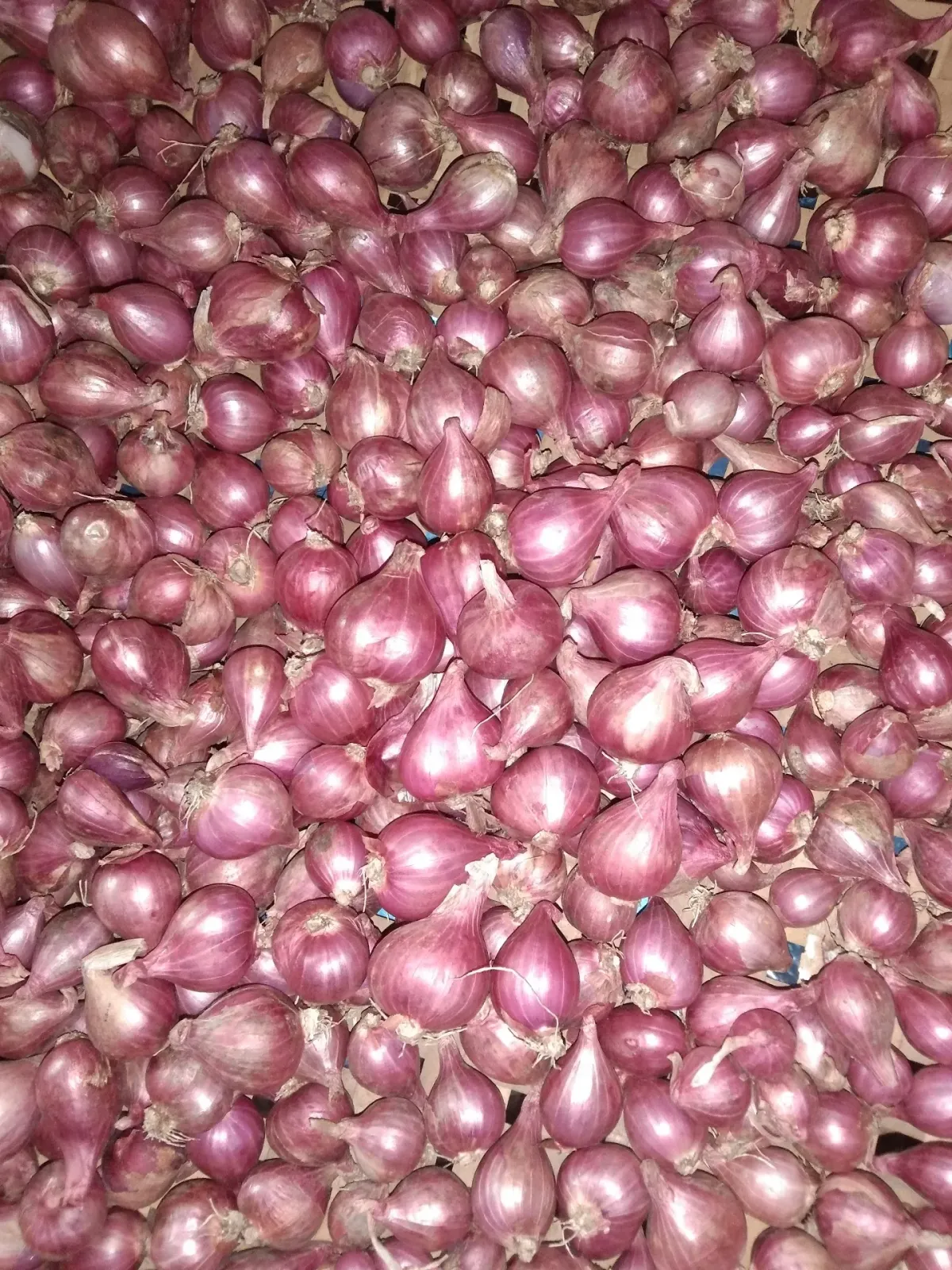 AL FATIH grosir bawang merah