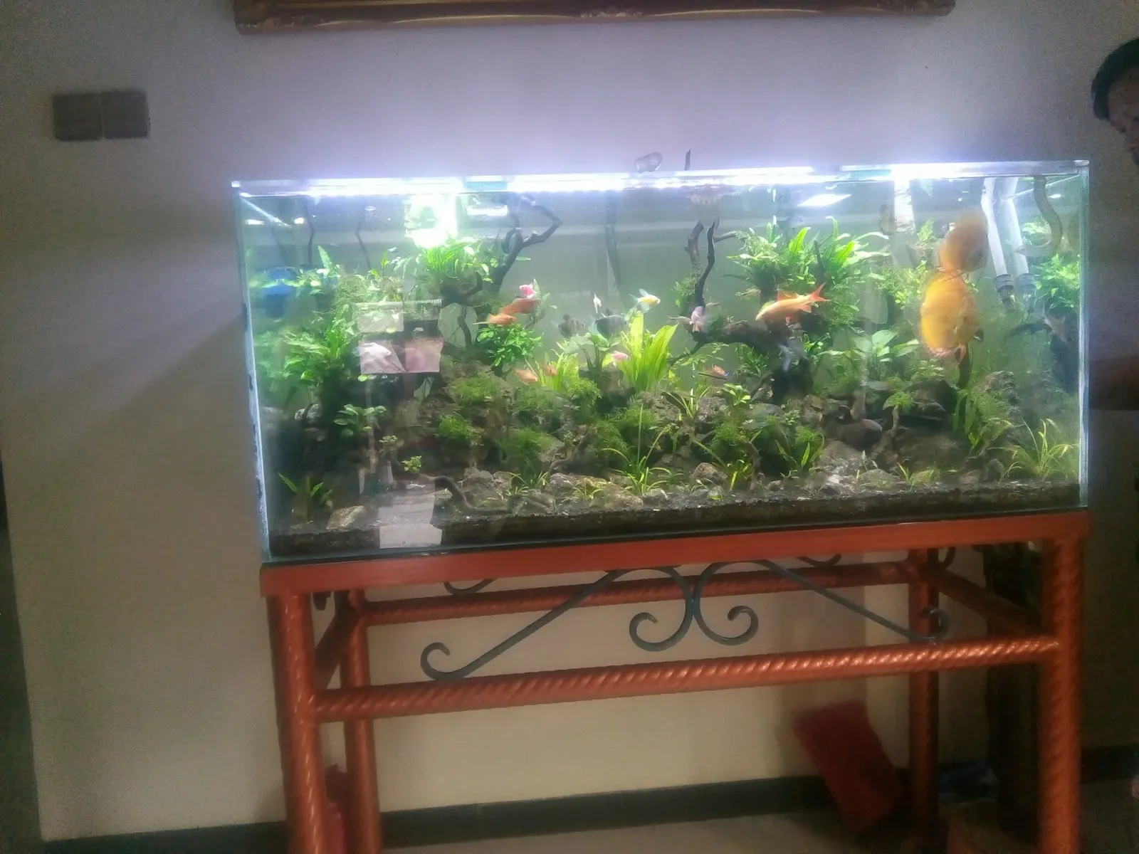 Anggih aquascape