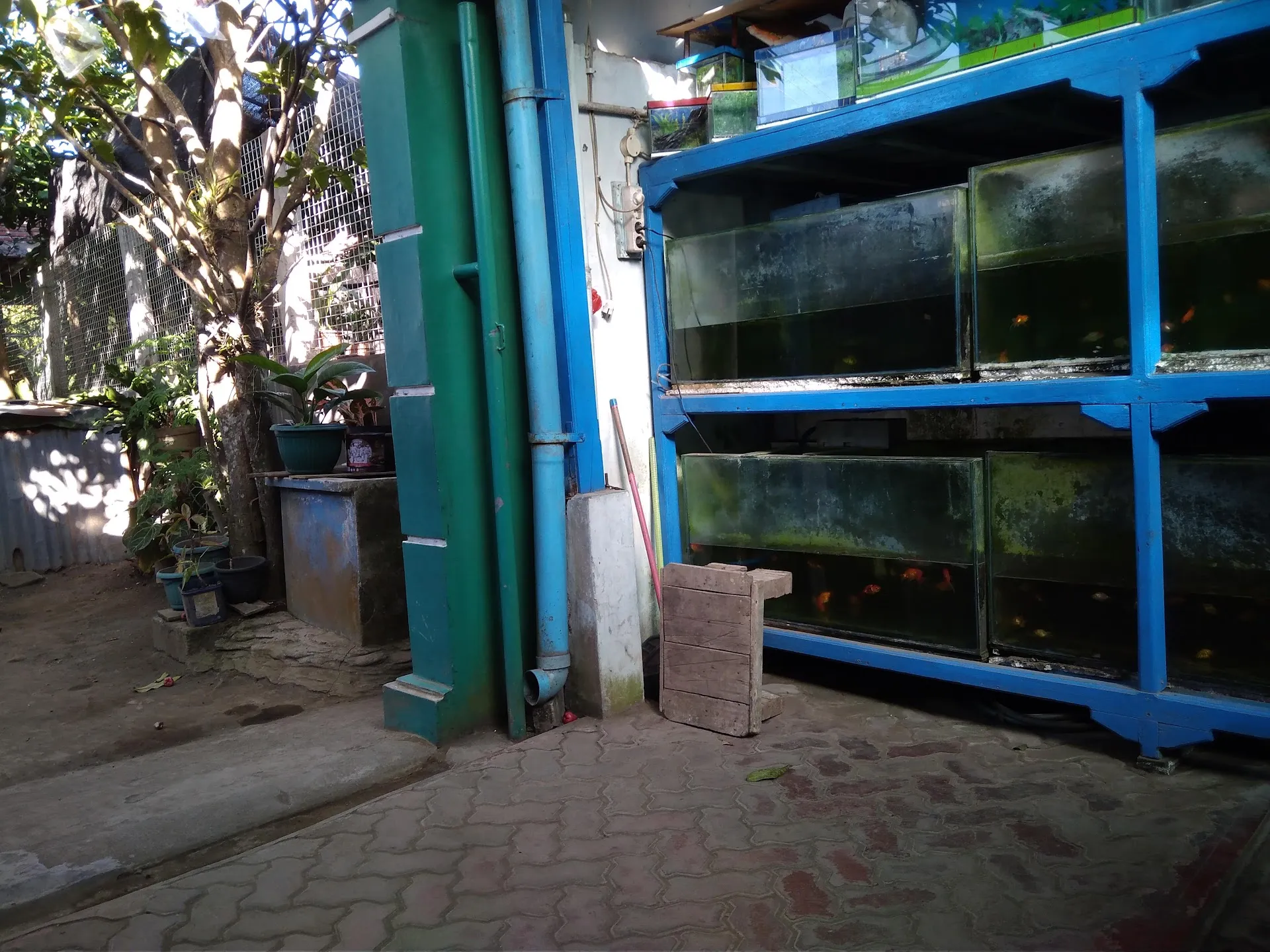Anggrek Aquarium