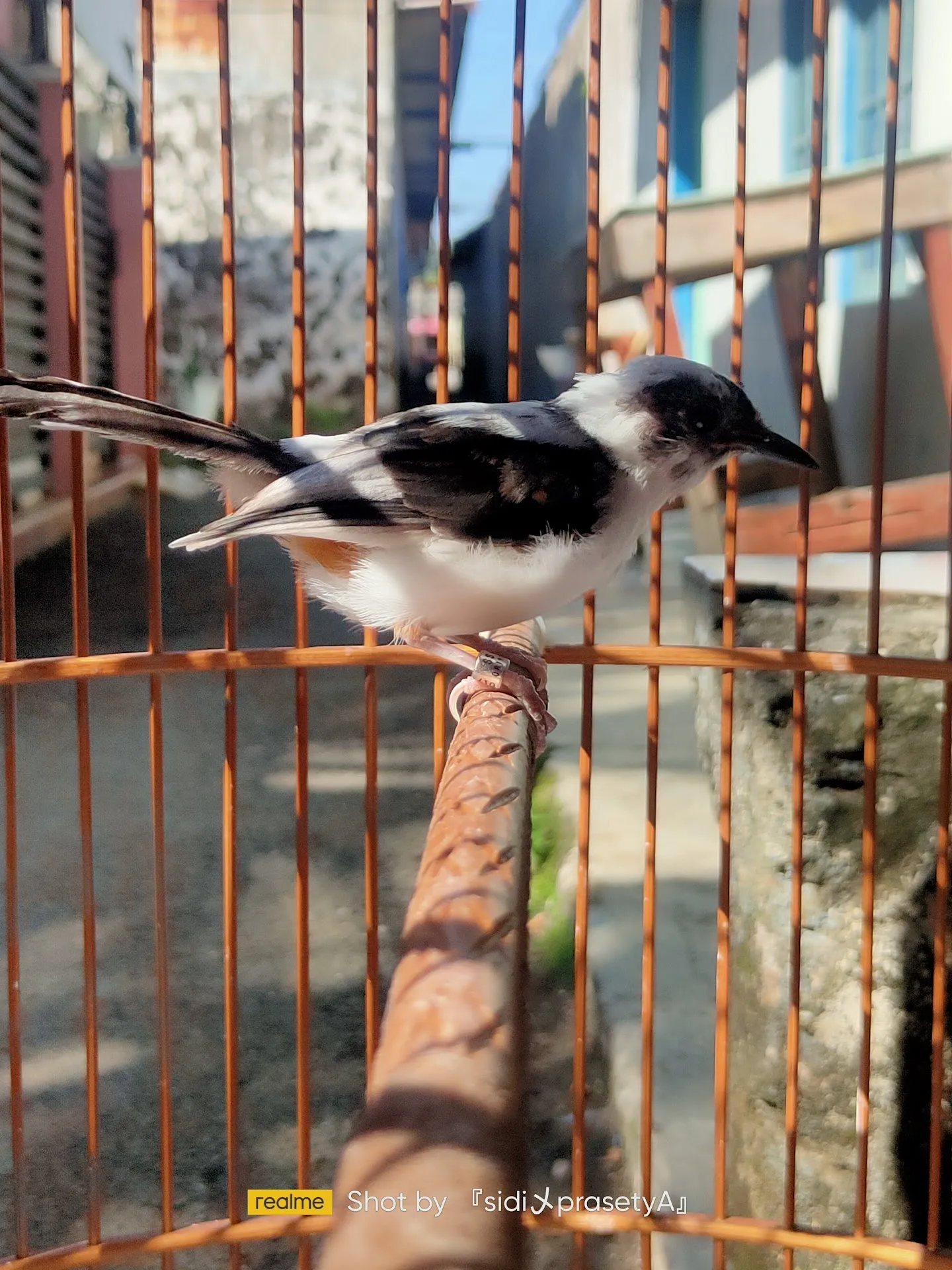 Anker BirdFarm