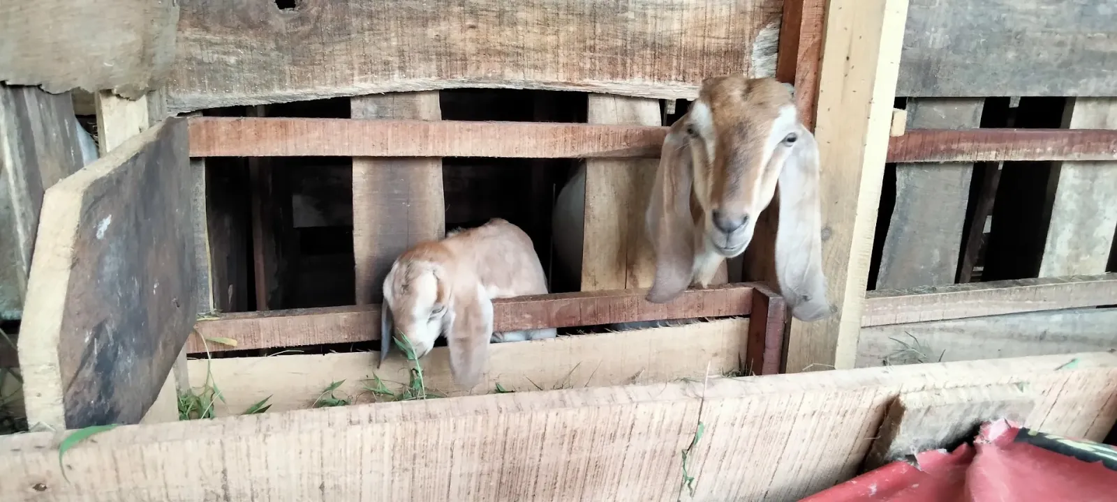 Ardan Kambing