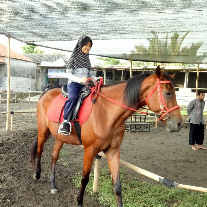 Arena Berkuda Al-Azhar Cilacap (ALAZKA STABLE)