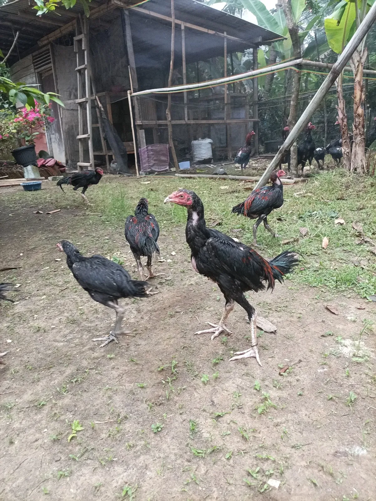 ArUs Canary CLP