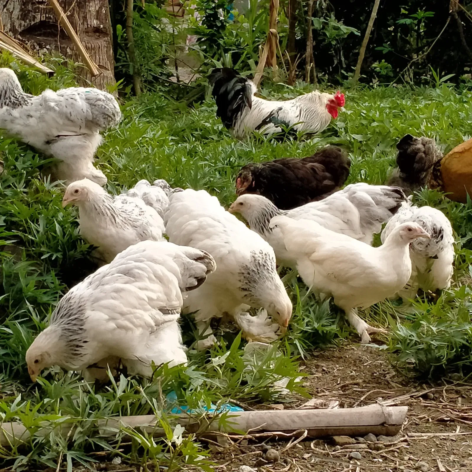 Ayam hias sidaurip