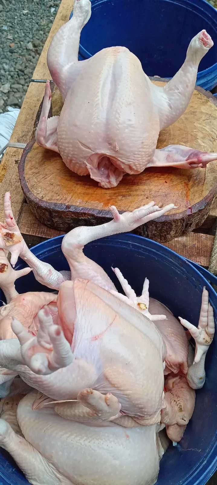 Ayam potong SAPON