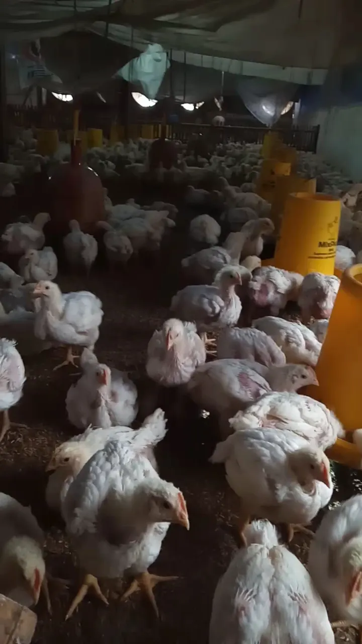 Ayam