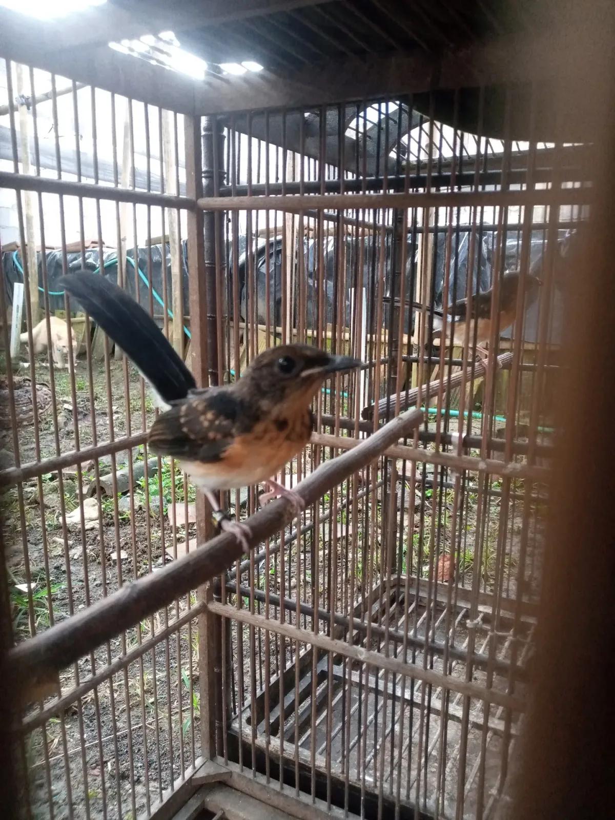 Azril Bird murai batu