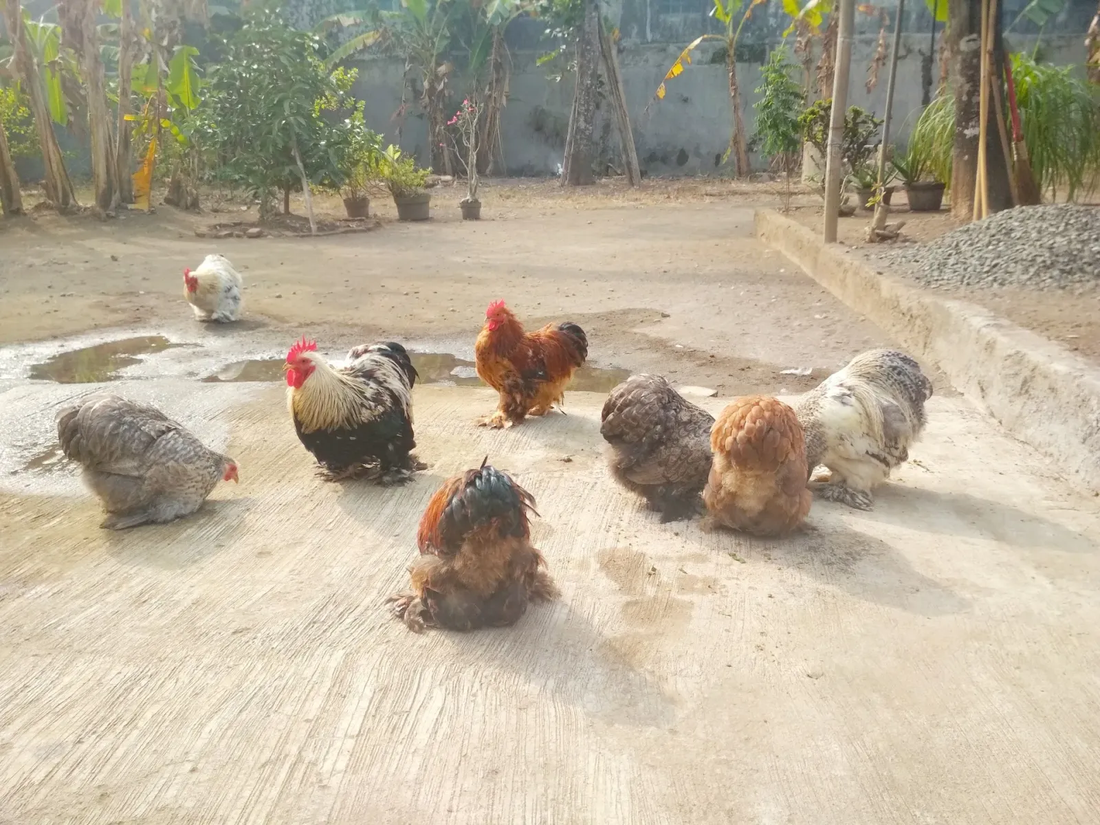 Bakul Ayam Hias Adipala