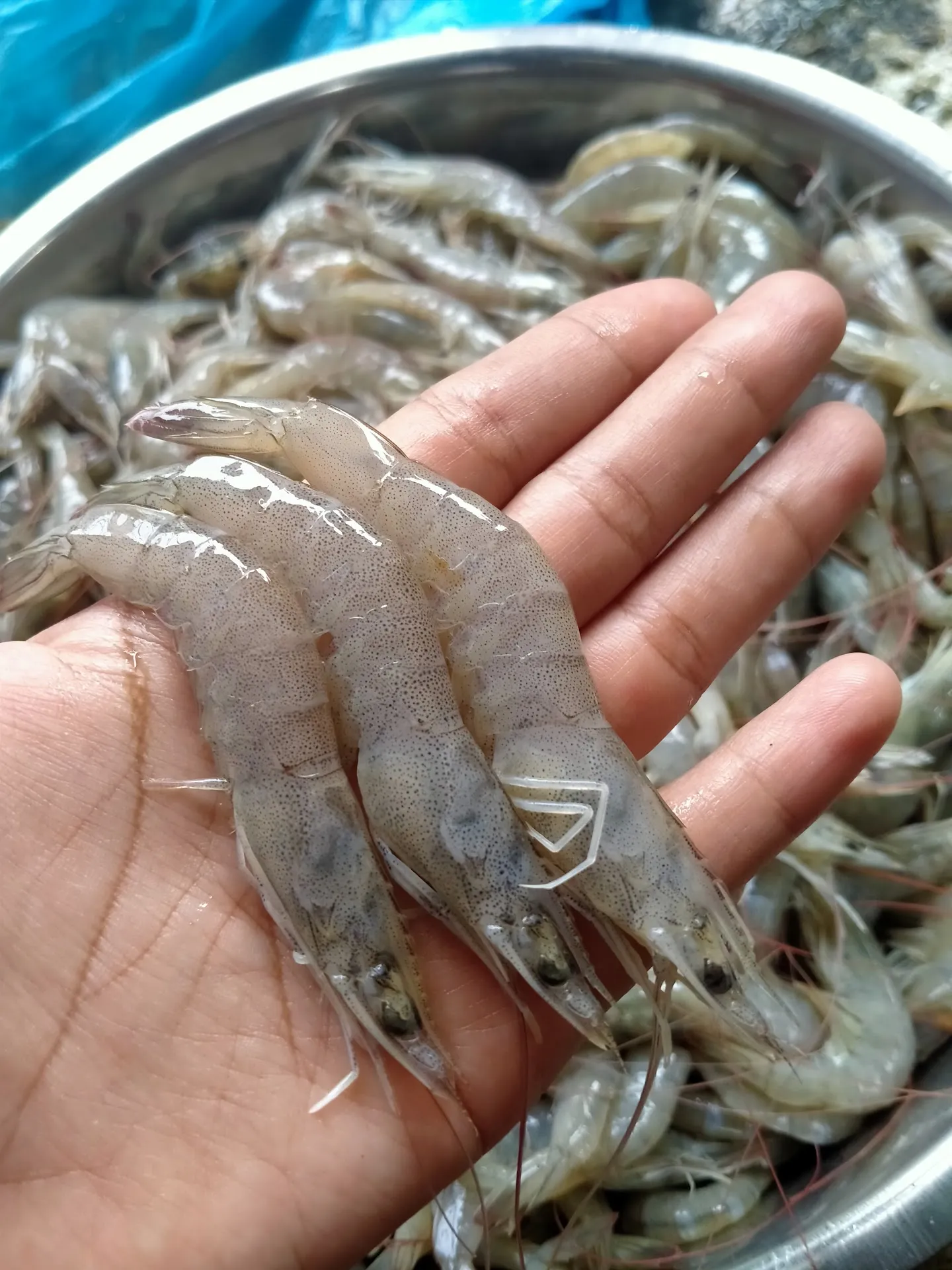 Bakul Seafood/Ikan Segar Gerilya Jaya