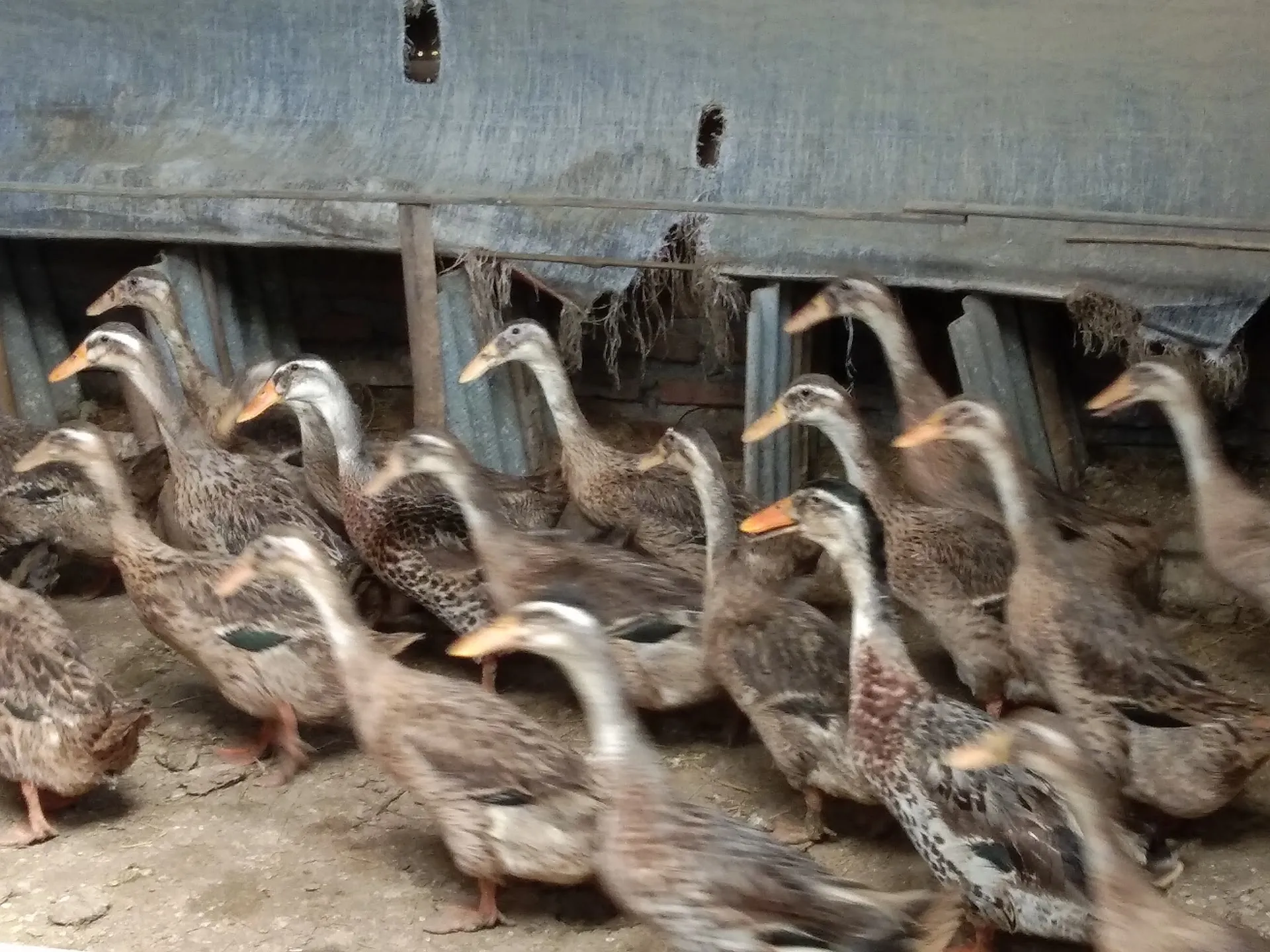 Baratha handoko farm & tailor