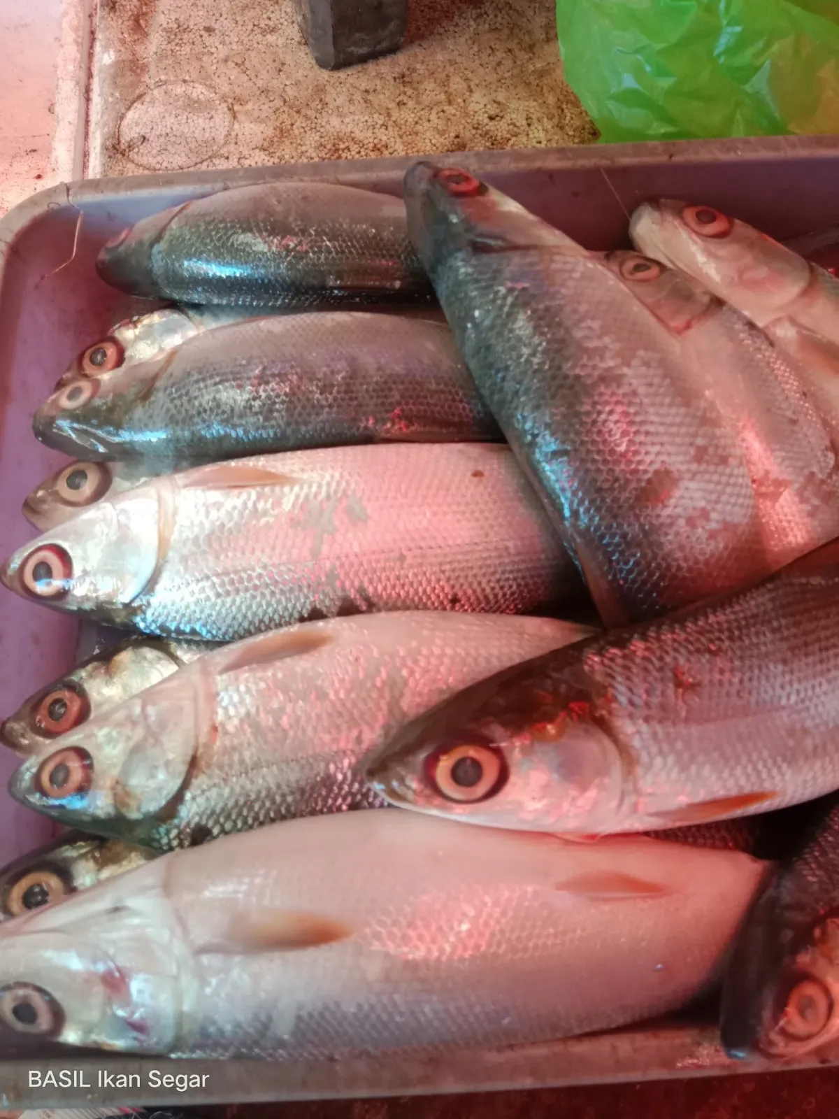 Basil ikan segar