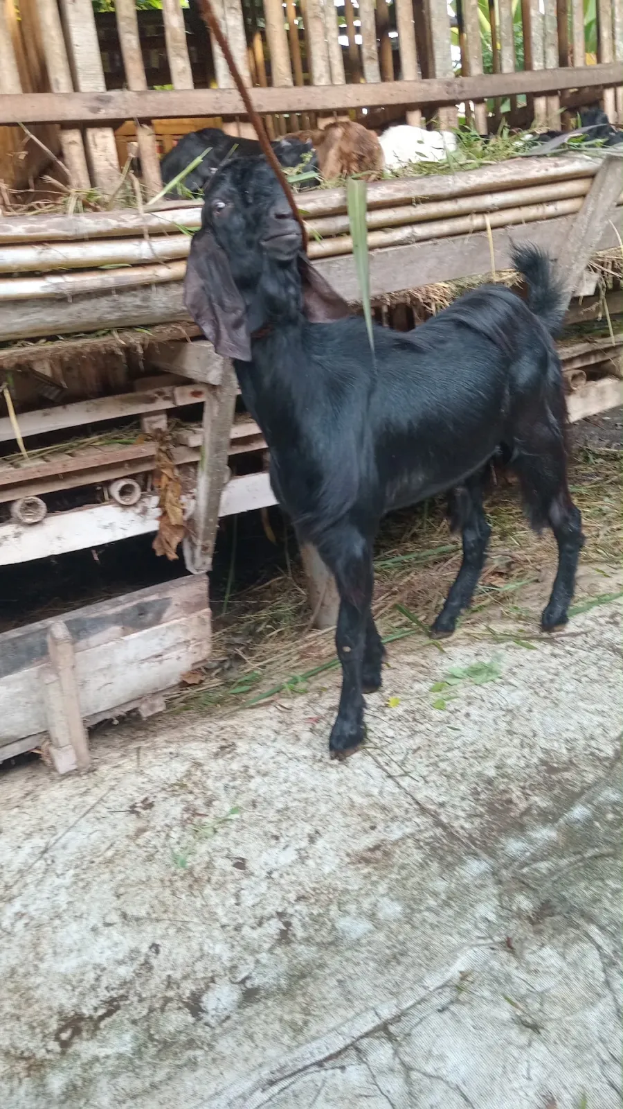 BERKAH KANDANG FARM
