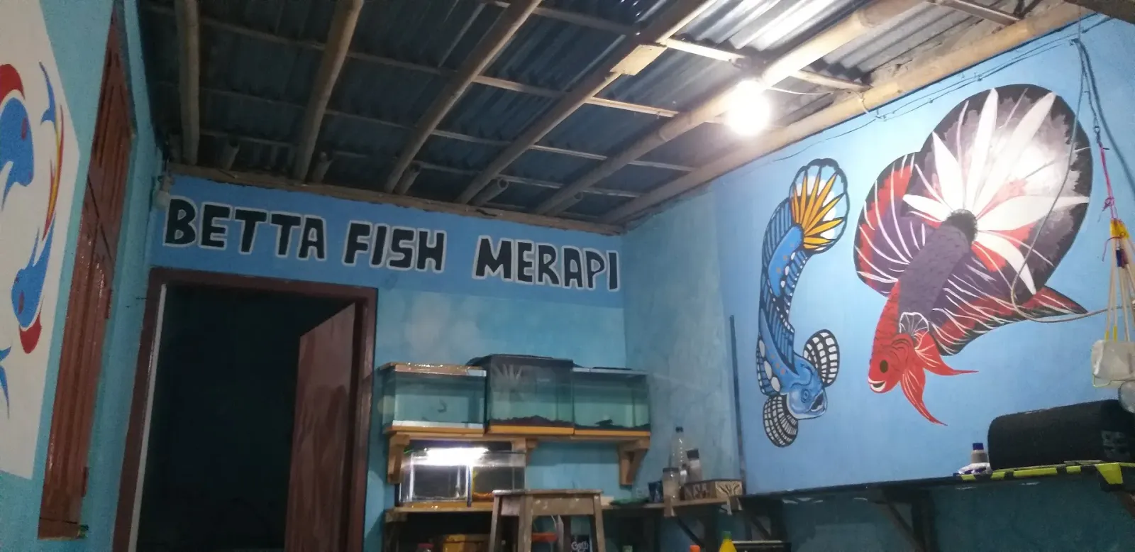 Betta Fish Merapi