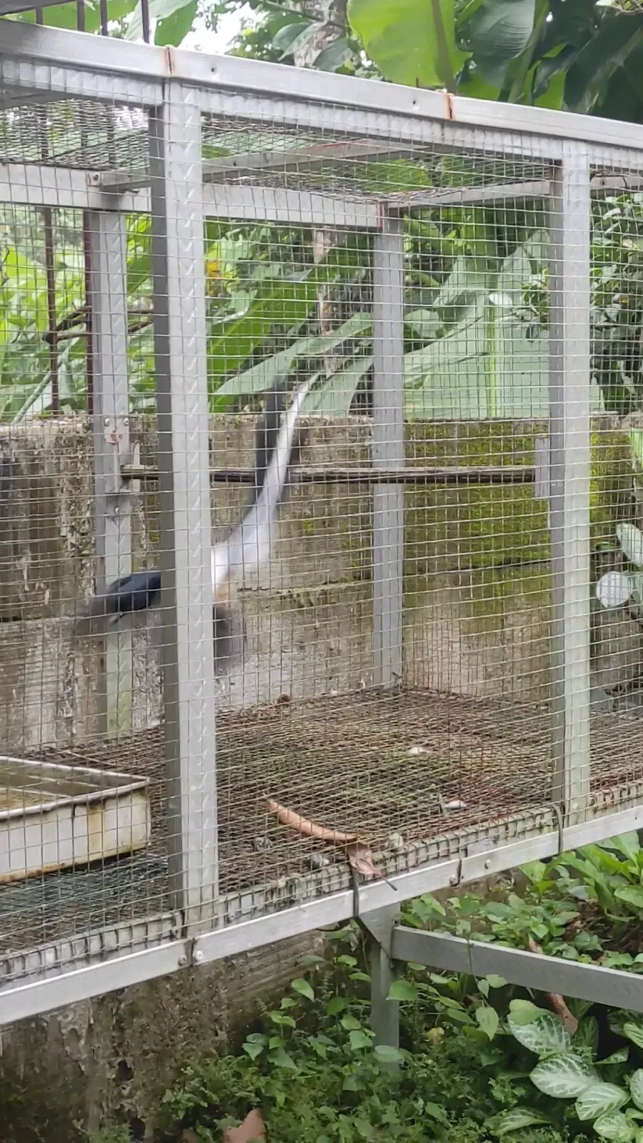 Bird farm murai batu