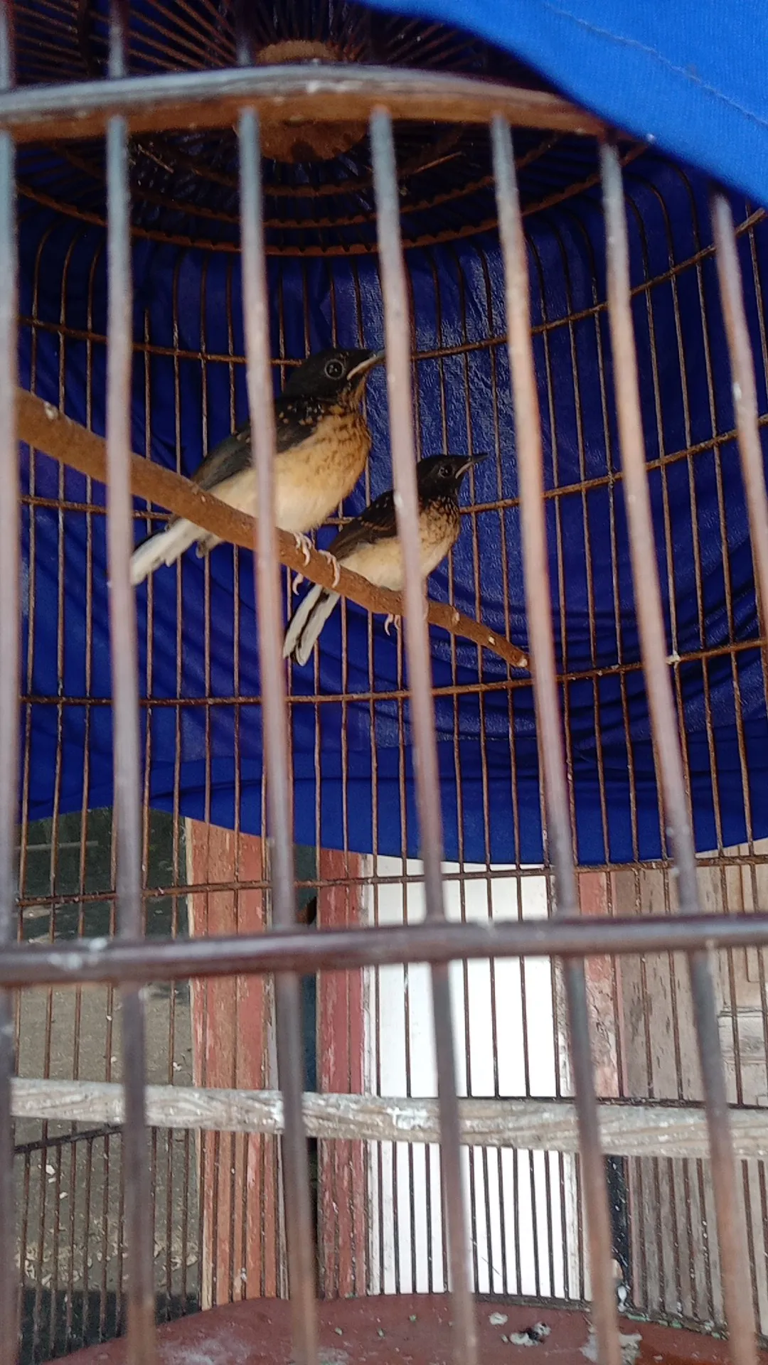 Bird Farm