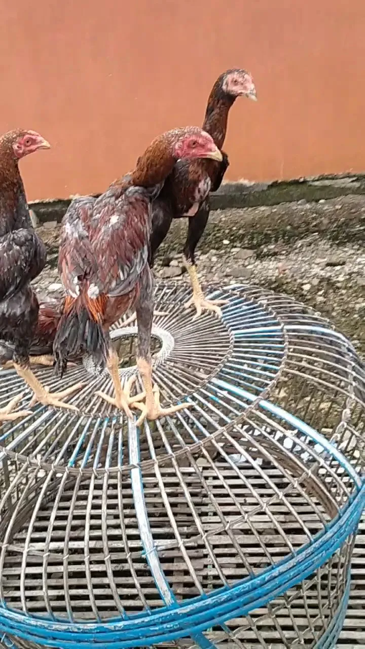 Bkl ayam psg