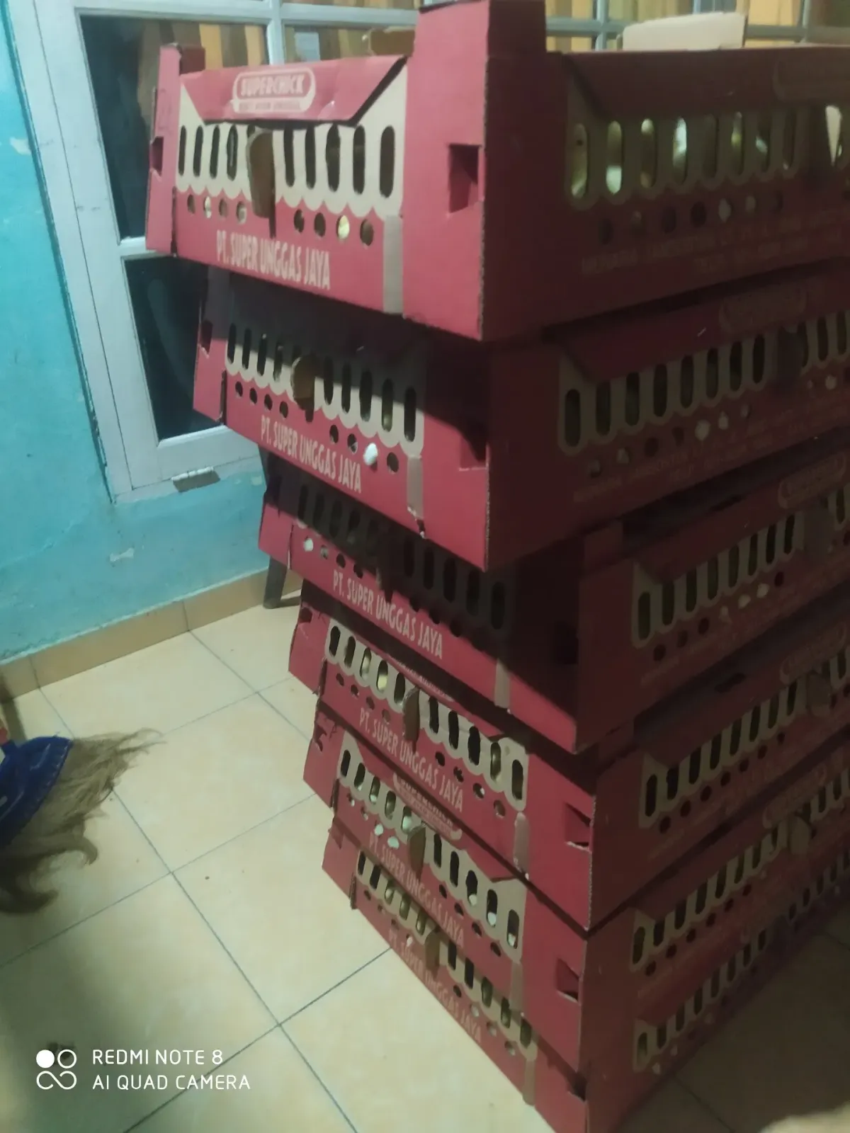 Brayan unggas poultry shop