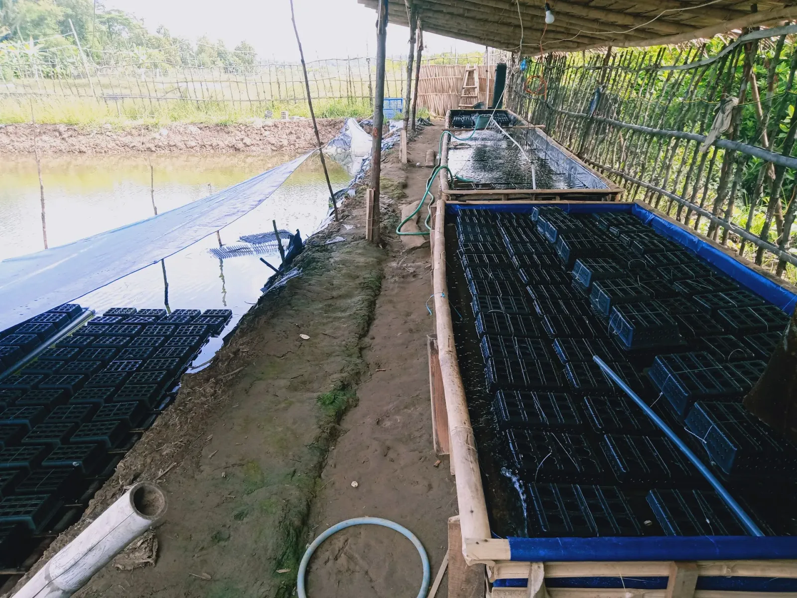 Budi Daya Kepiting Soka