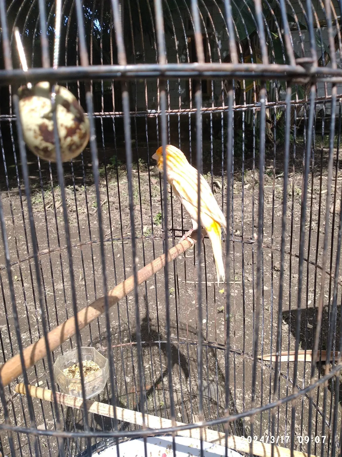 Budin mempur canary