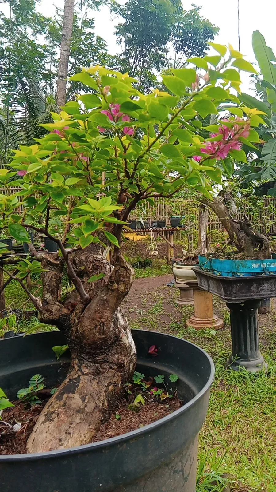 CEGER BONSAI