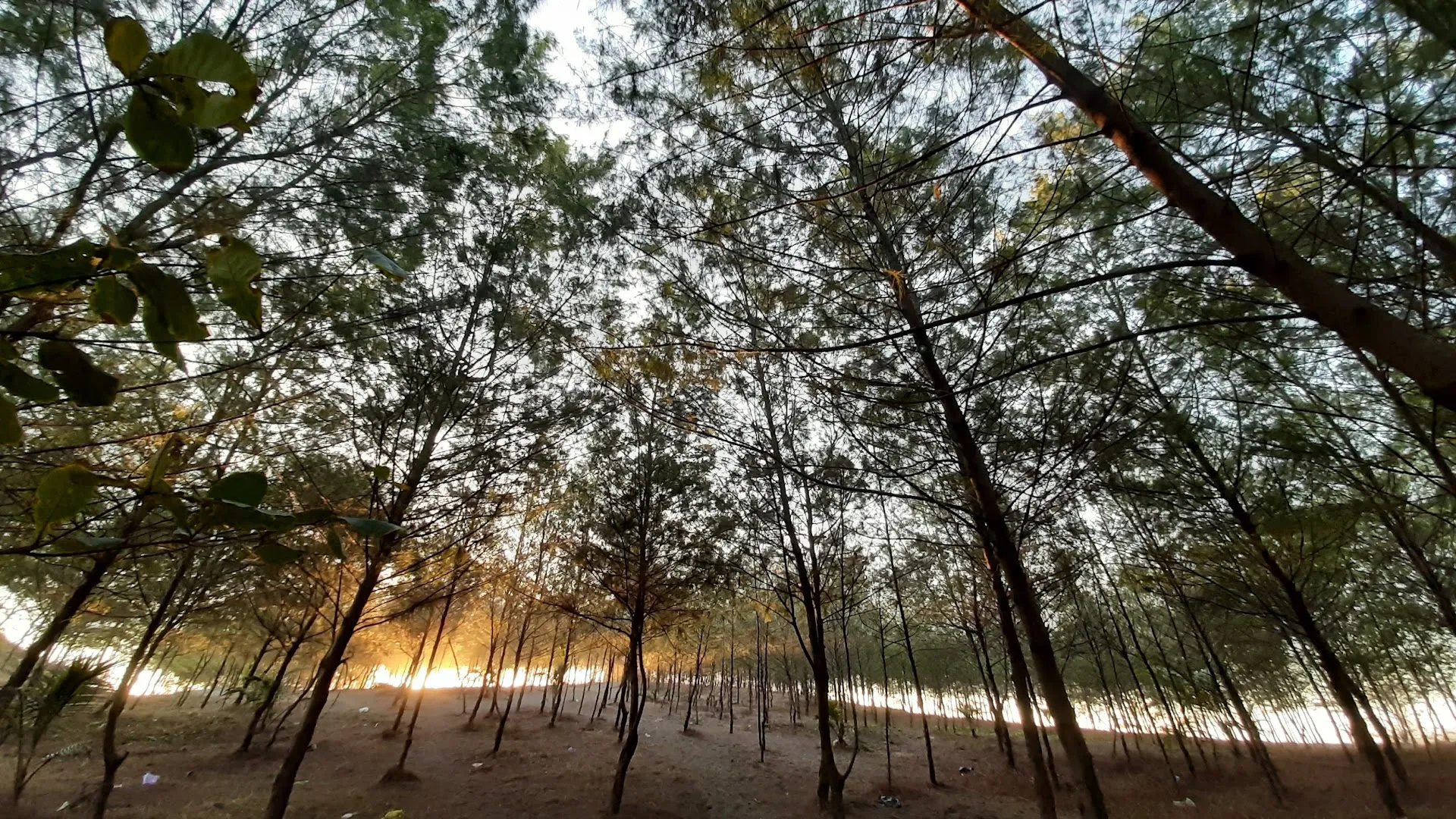 Cemara Sewu Bunton