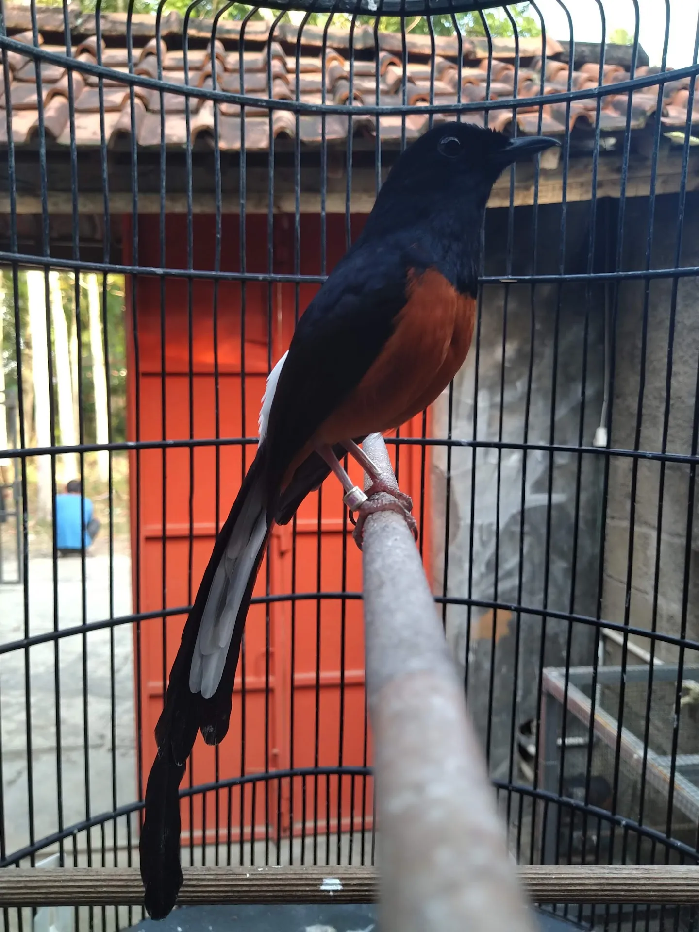 CHEPRIL BIRD SHOP