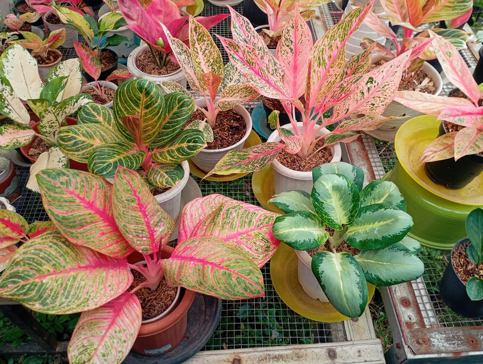 ChiaraGarden