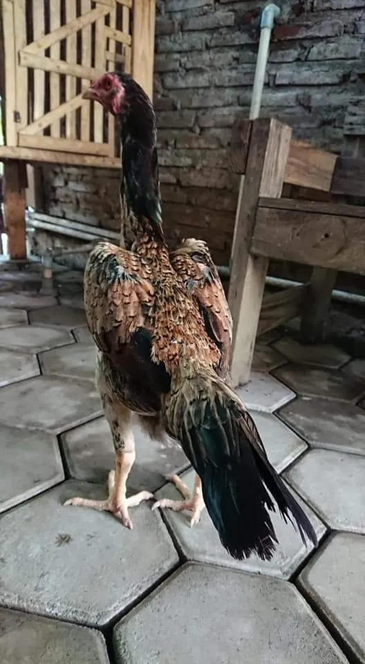Ciparuk