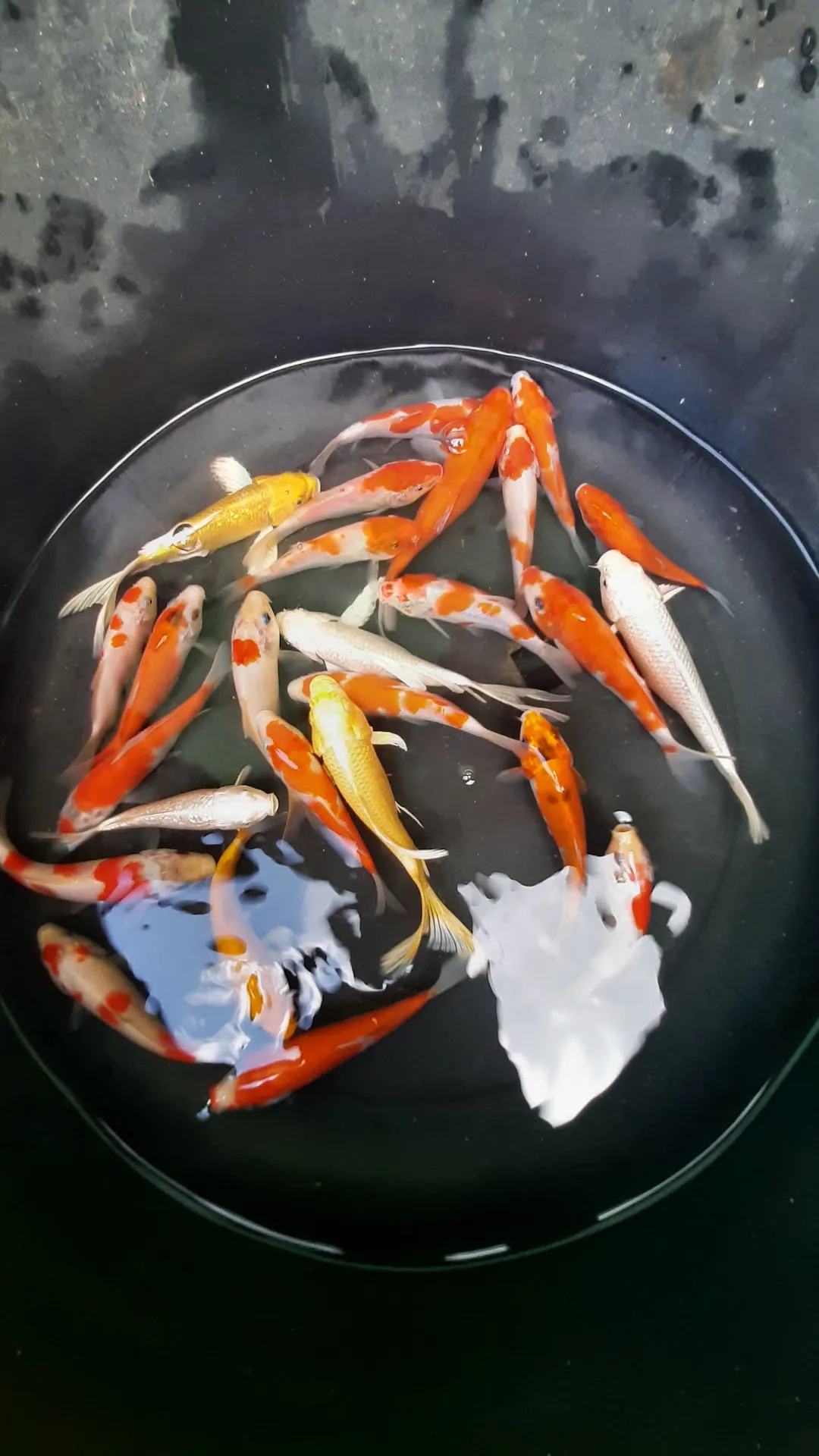 Dapur MR Family