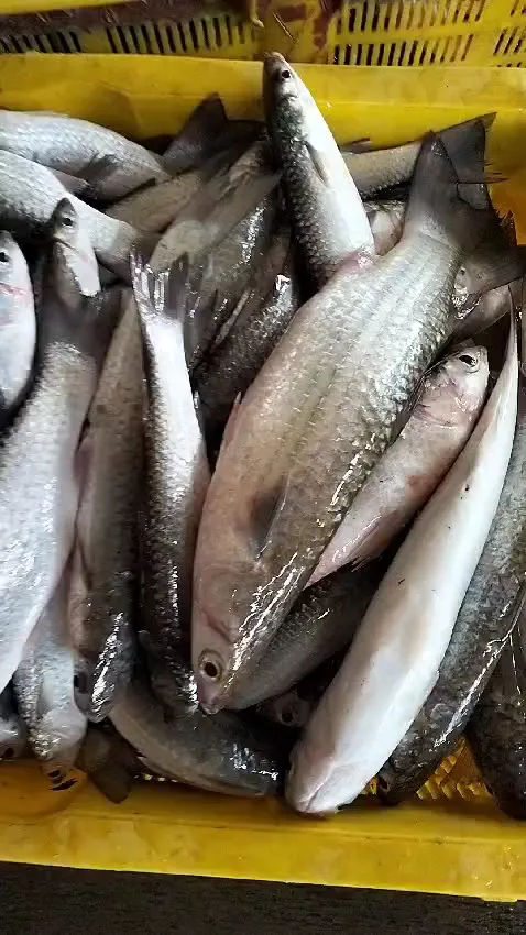 Depot ikan CS adiraja