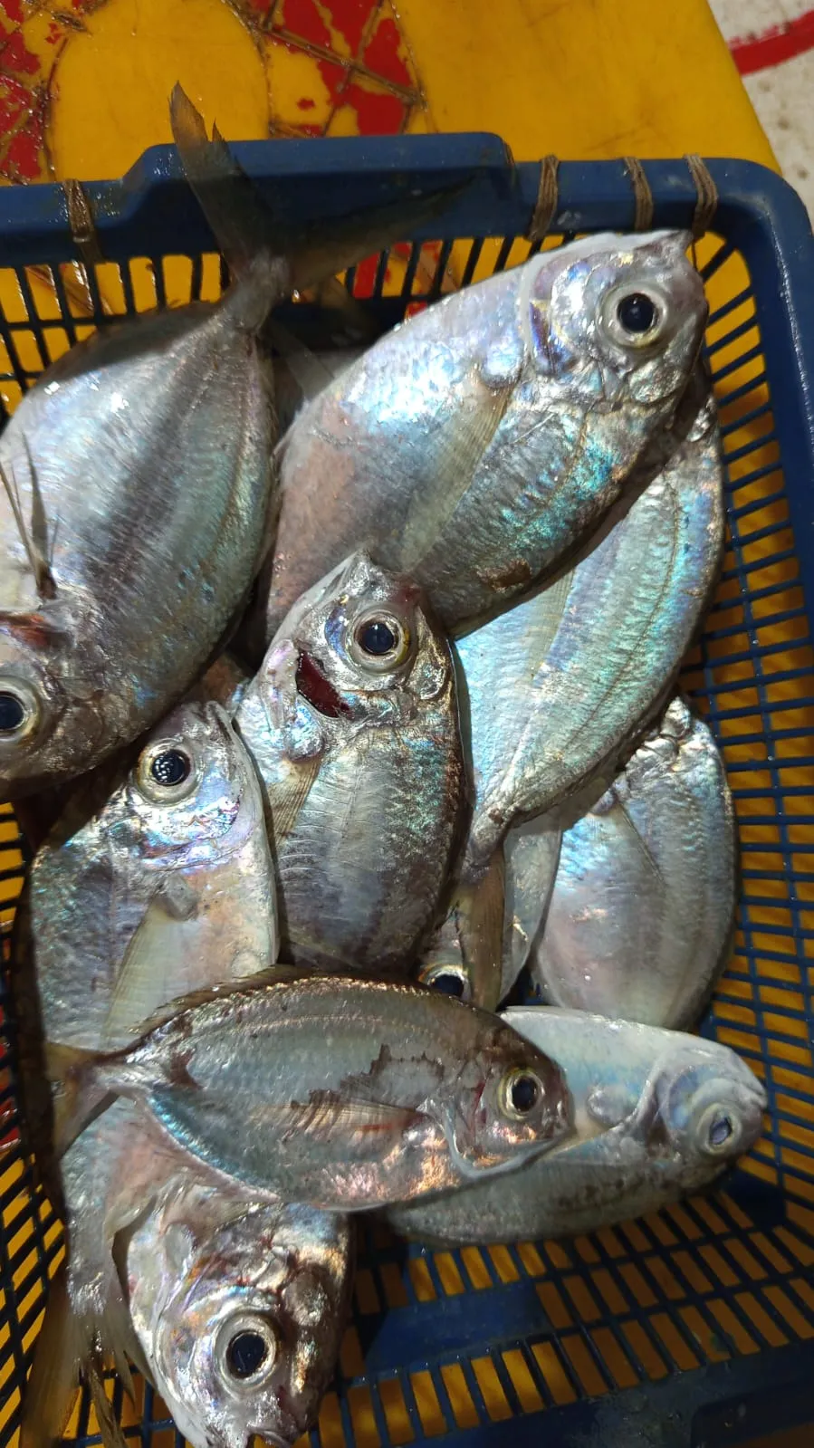 DEPOT IKAN IBM