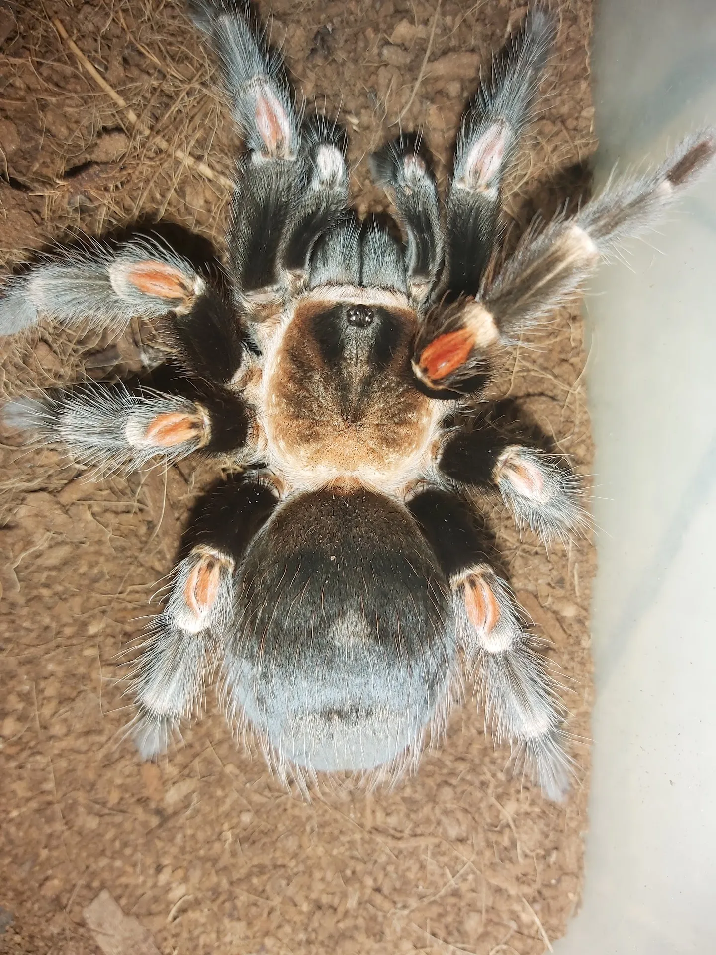 Dhampz Tarantula