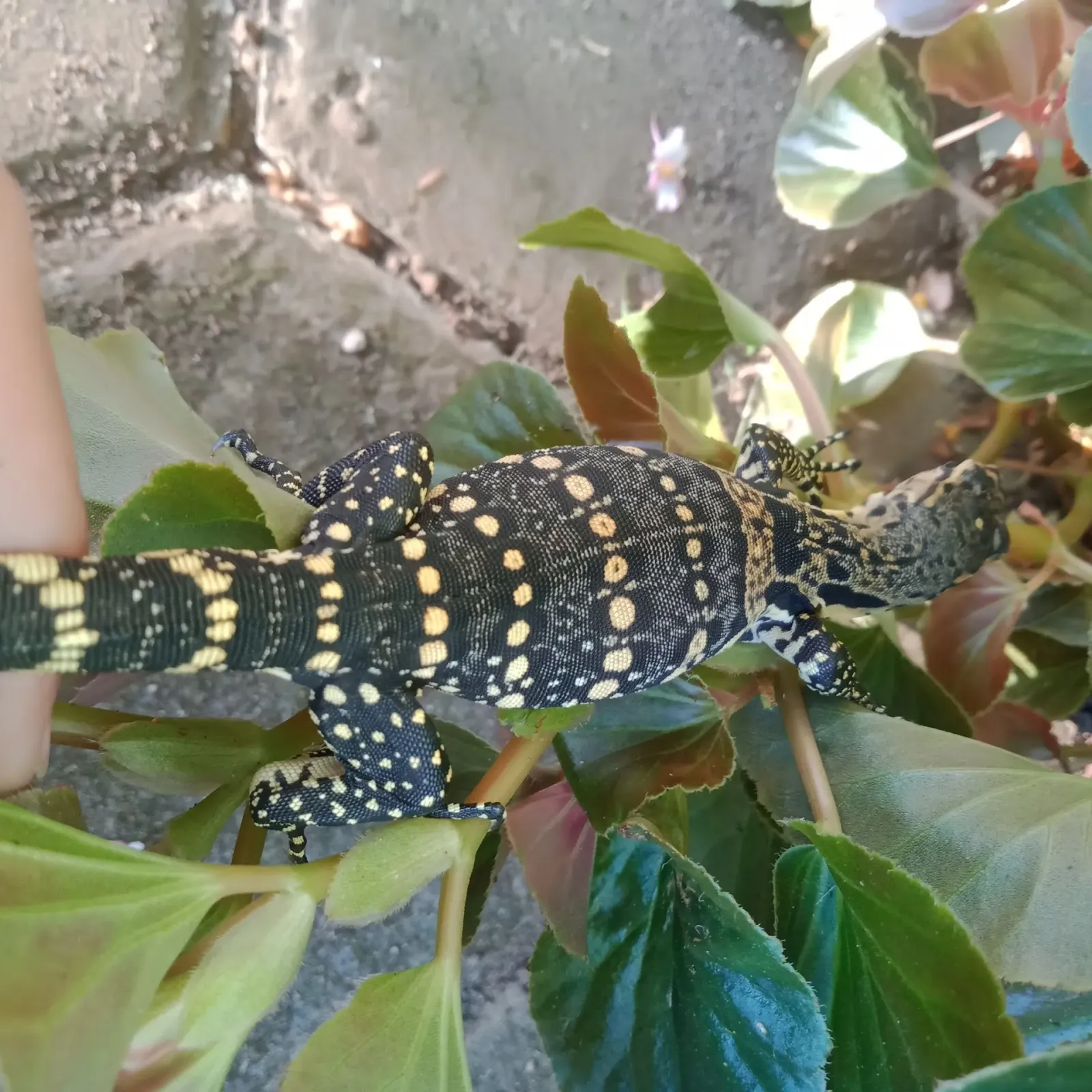 Diki pets