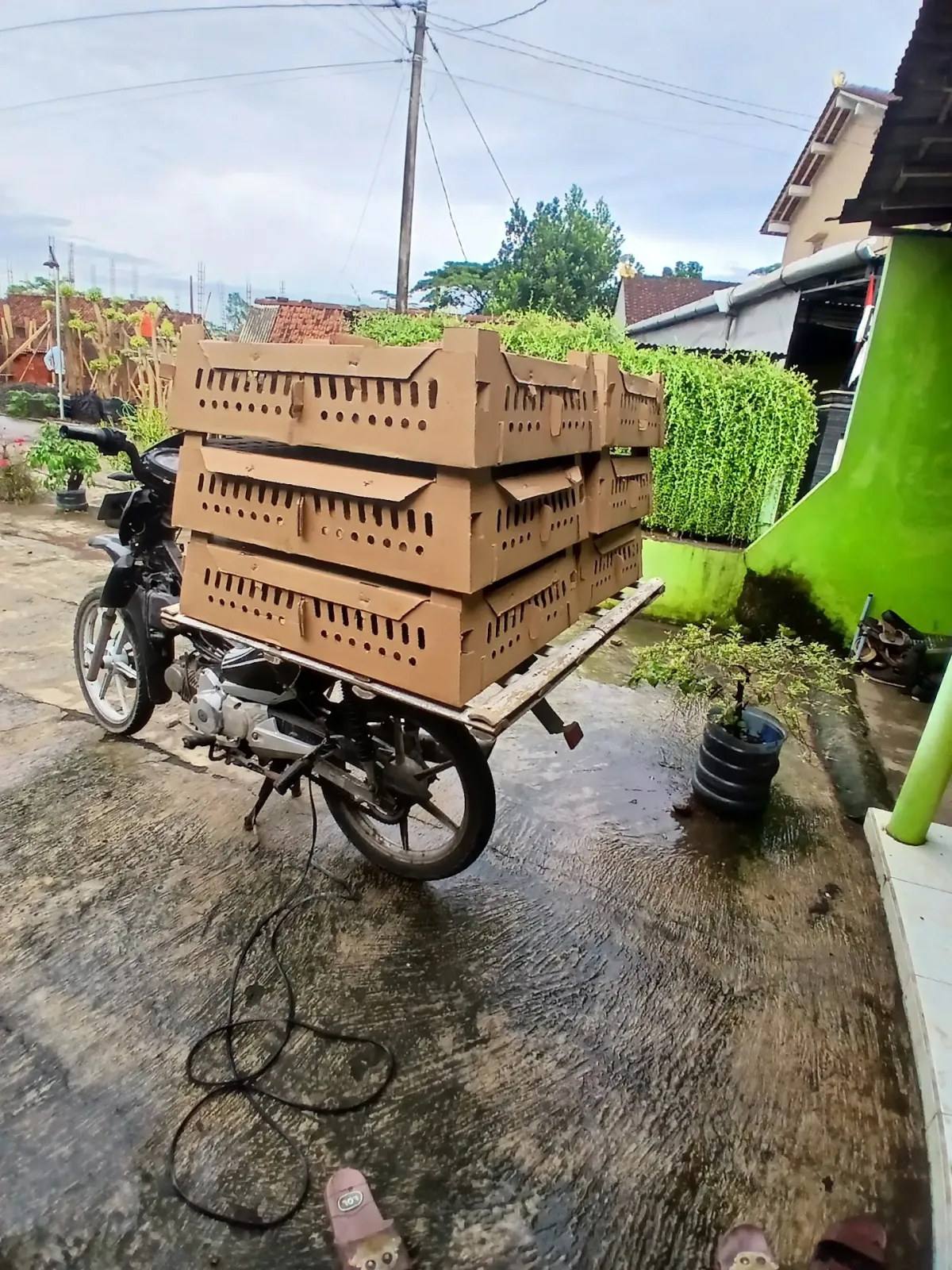DOC DAN DOD PUSAT BIBIT UNGGUL MIKA (Mitra kembar abadi)