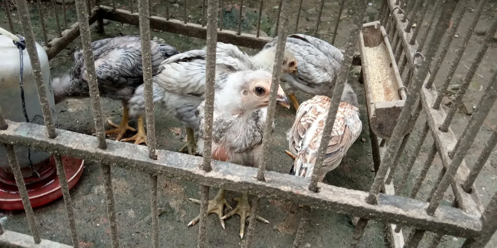 Doni Farm ayam ikan