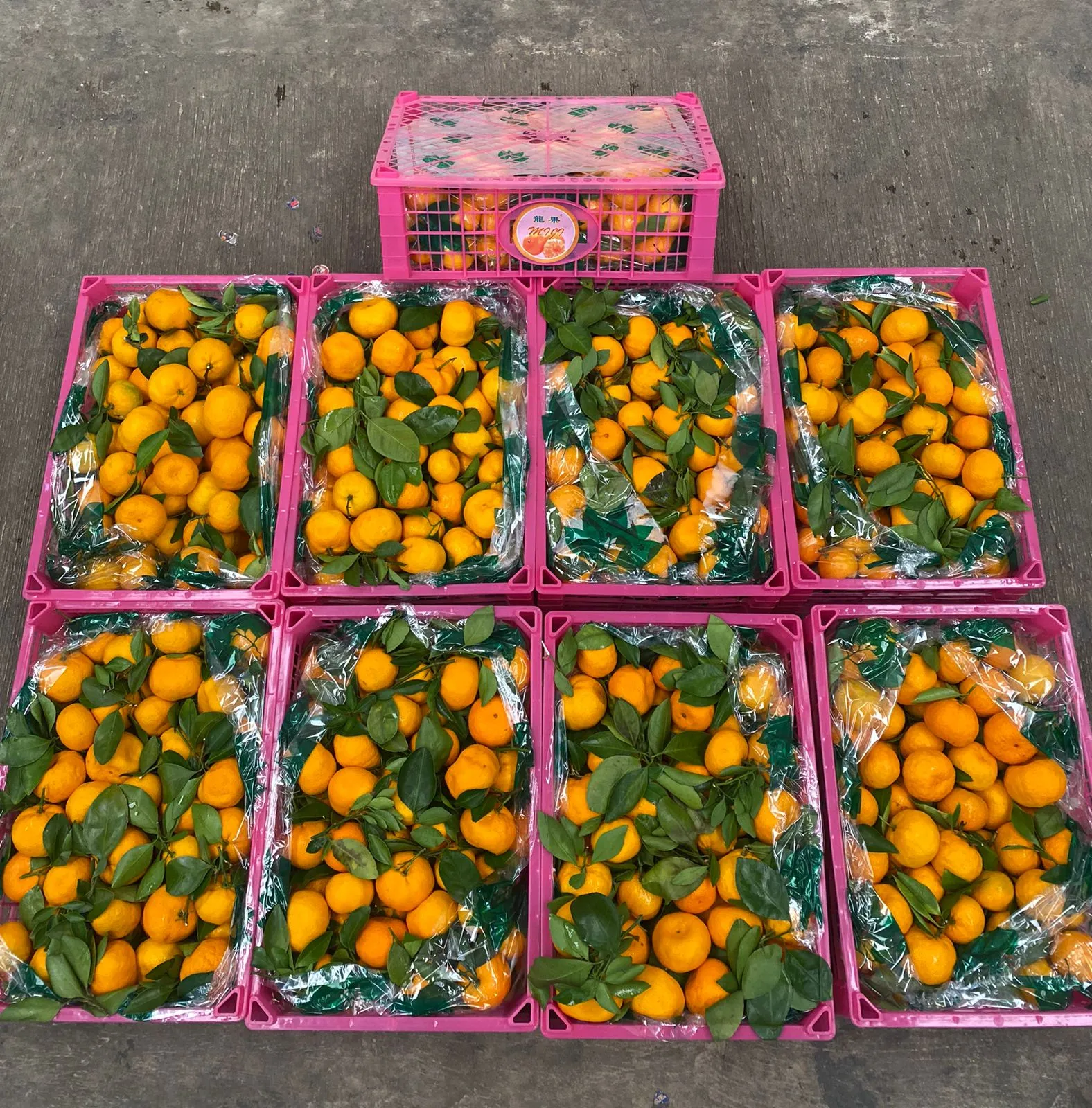 EGA BUAH