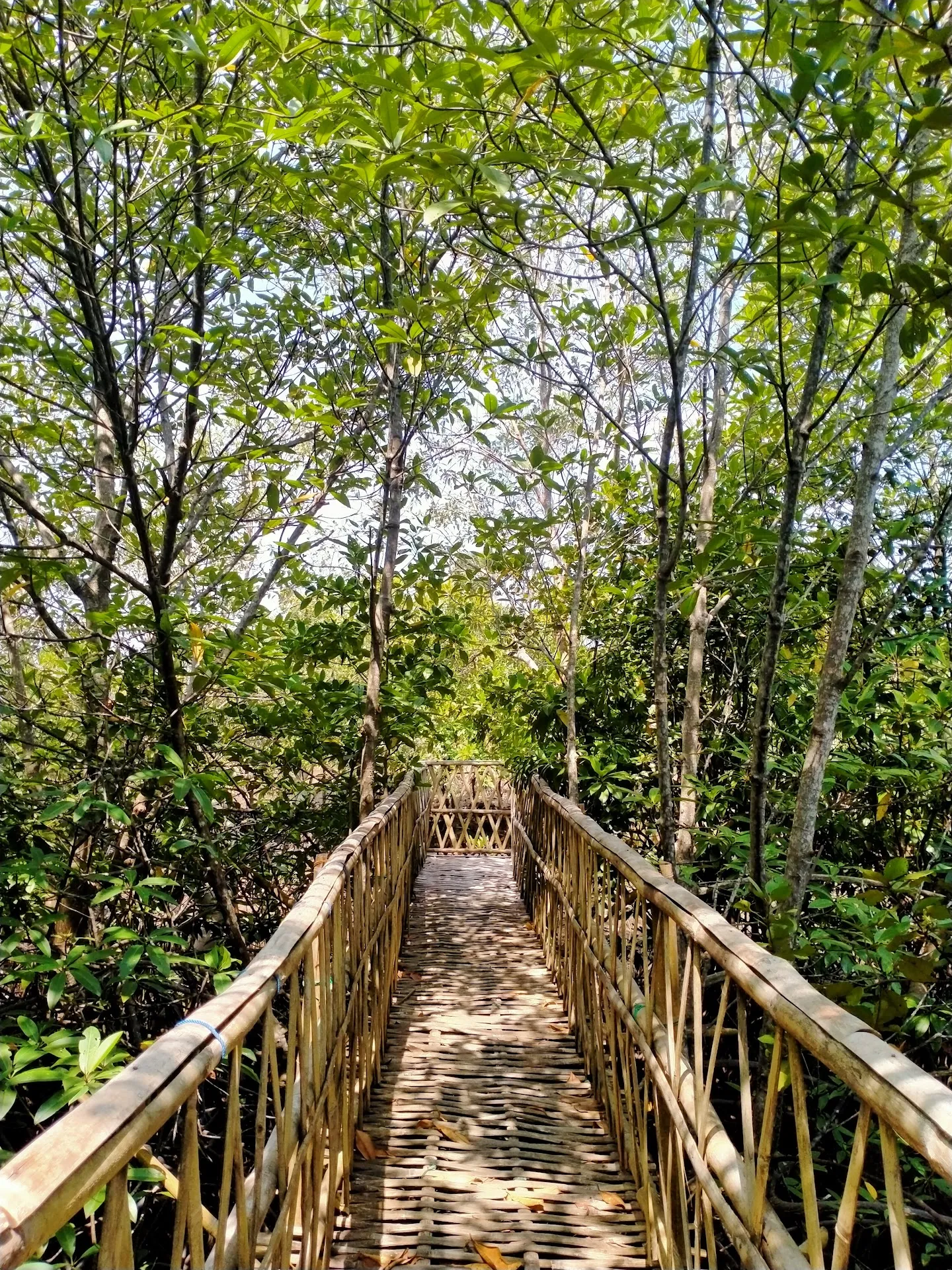Ekowisata SIMANJA (Konservasi Mangrove Jagapati)
