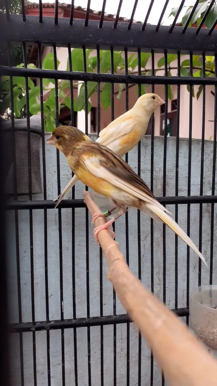Fitrandi Canary