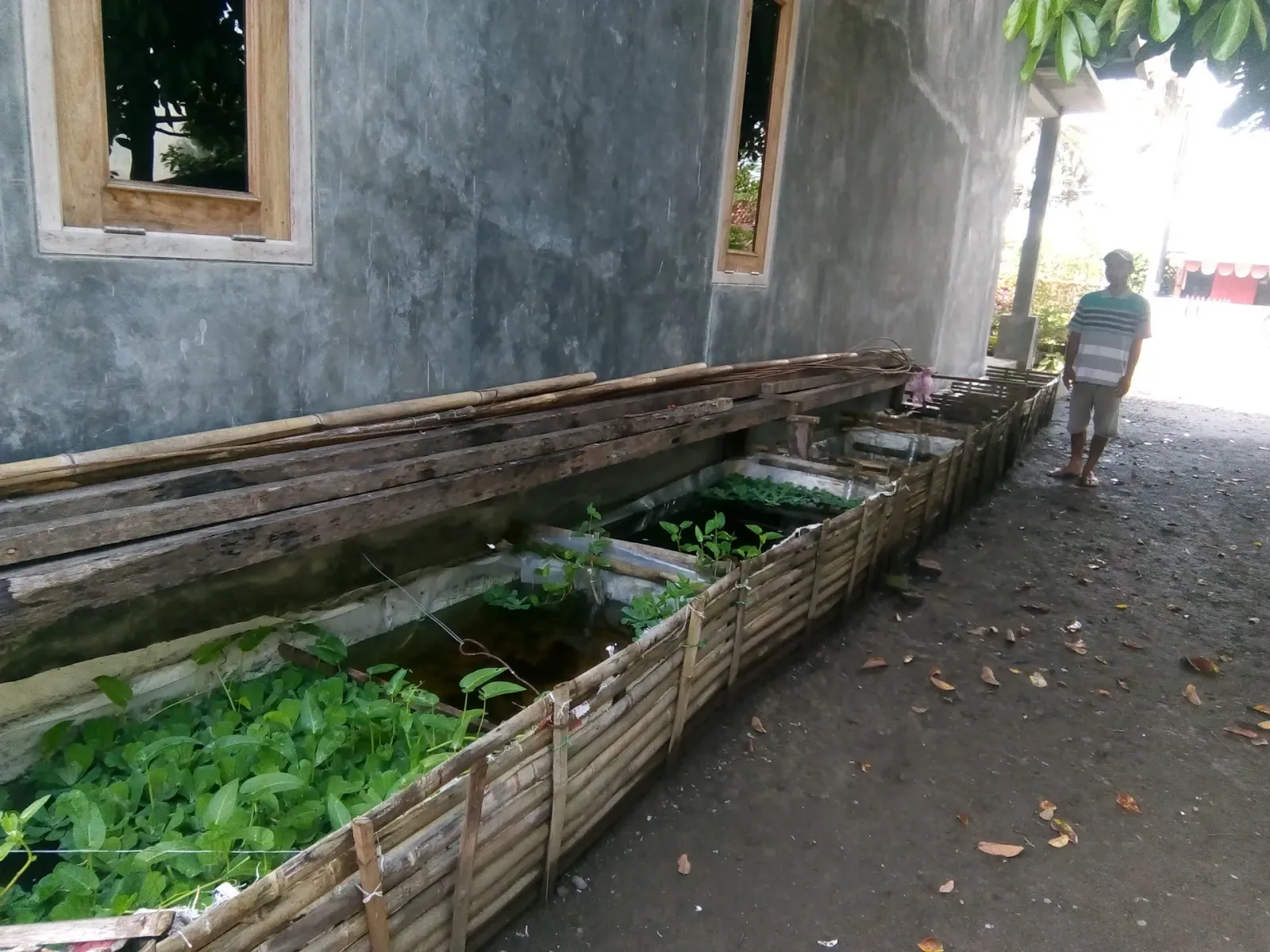 Fuad ikan hias (Guppy dan cupang)