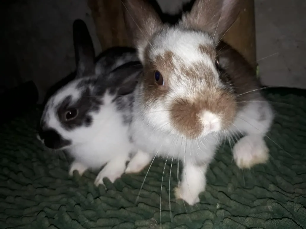 Gallery rabit