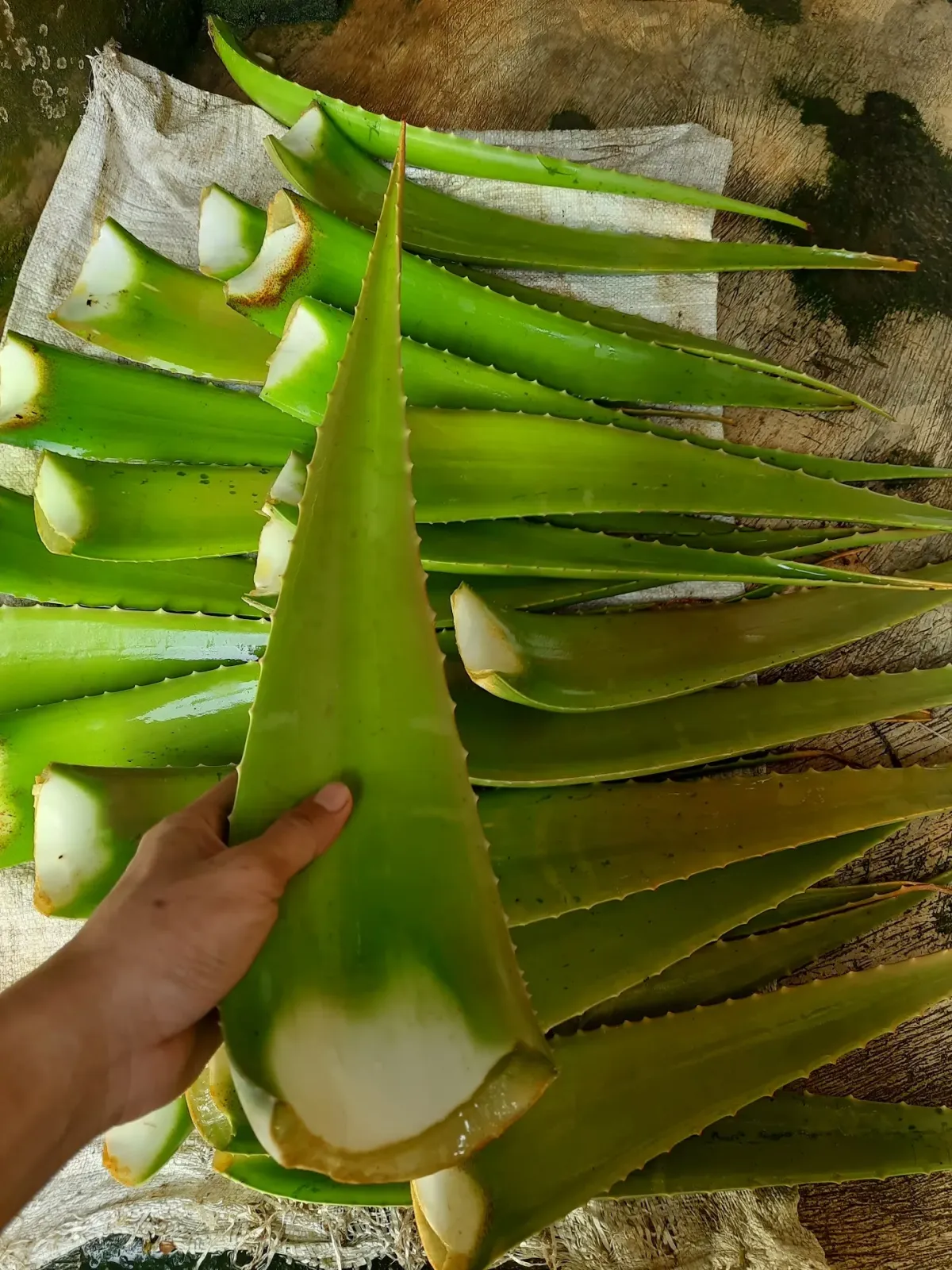 Garbera Farm - Jual Bibit Aloe Barbadensis/Lidah Buaya Pontianak