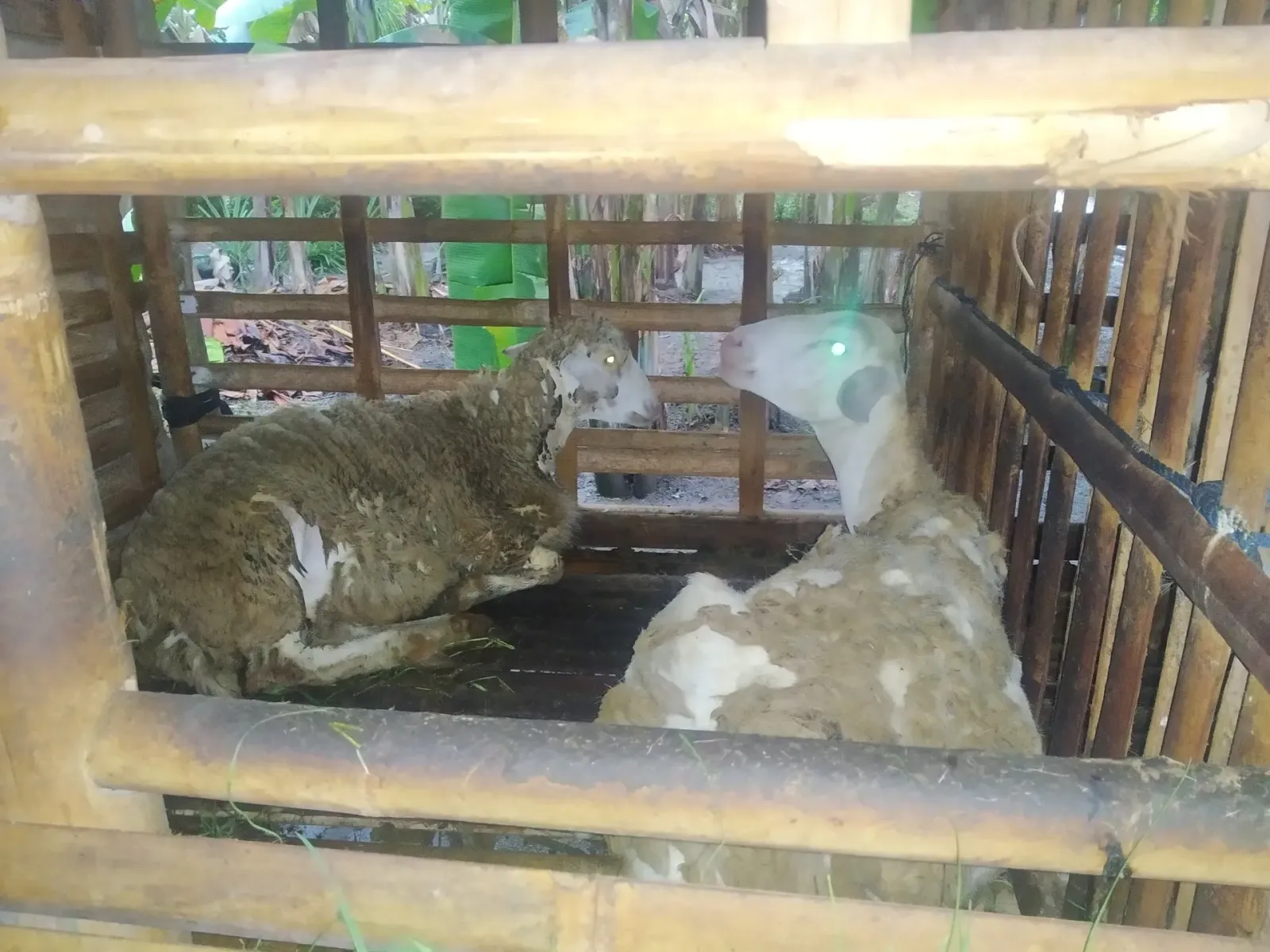 Gendon Petshop Rawalo