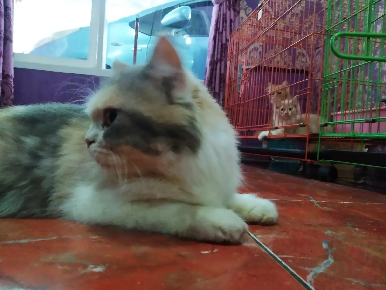 Gendon Petshop Rawalo