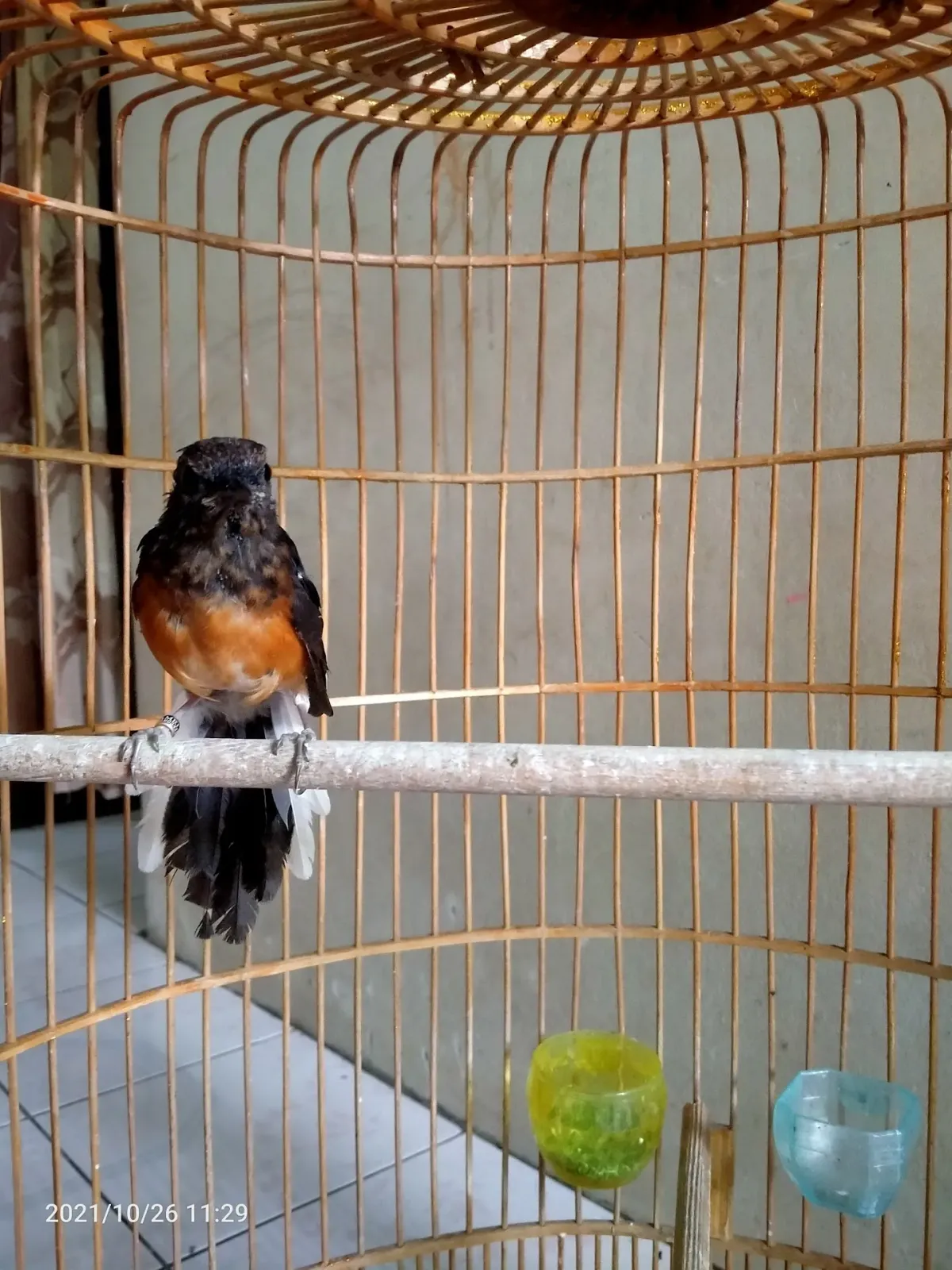 GMBF (RL) MURAI GRUJUGAN MANUK GRUJUGAN