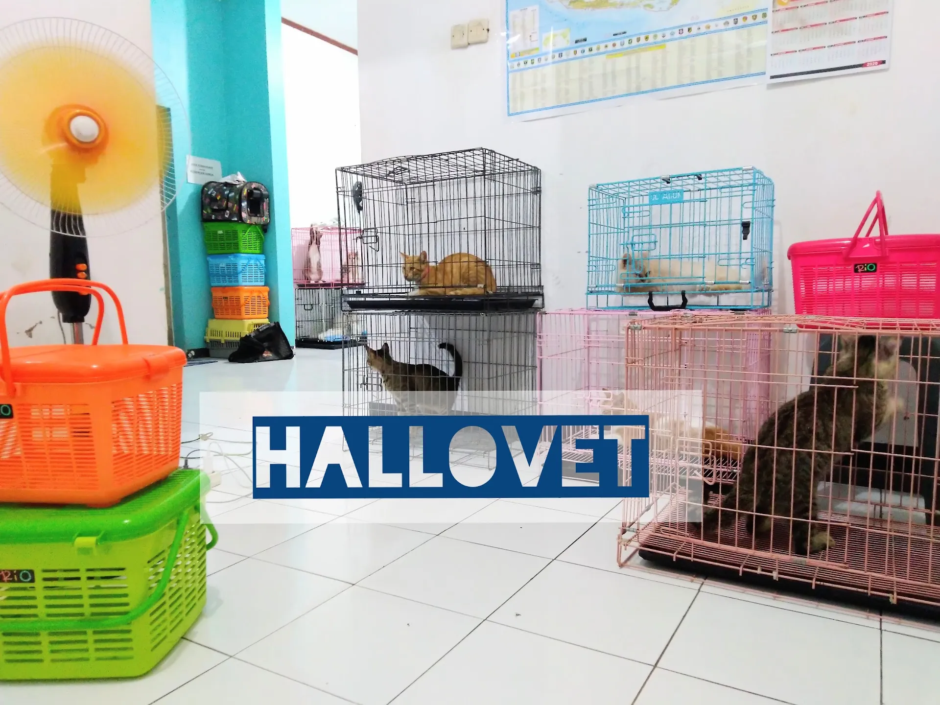 Hallovet Animal Care