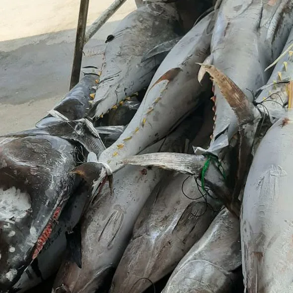 Hasil Laut Cilacap