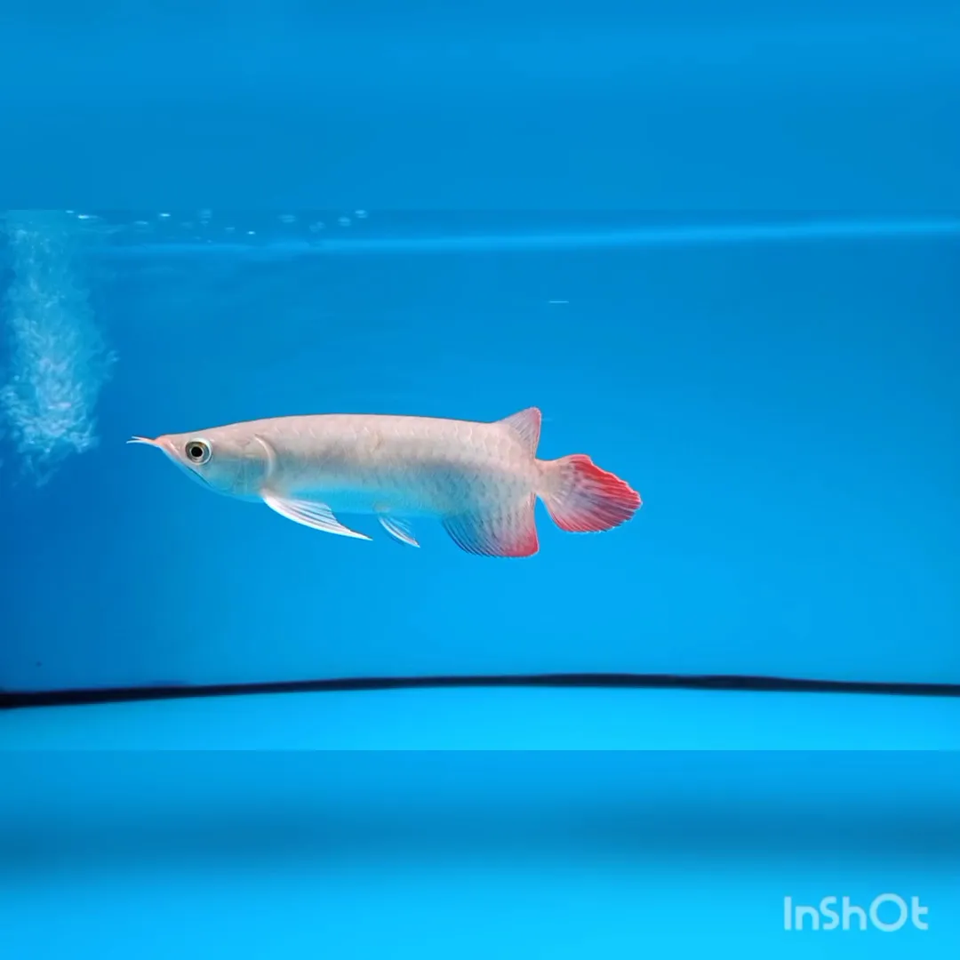 Hikmah Arowana Fish