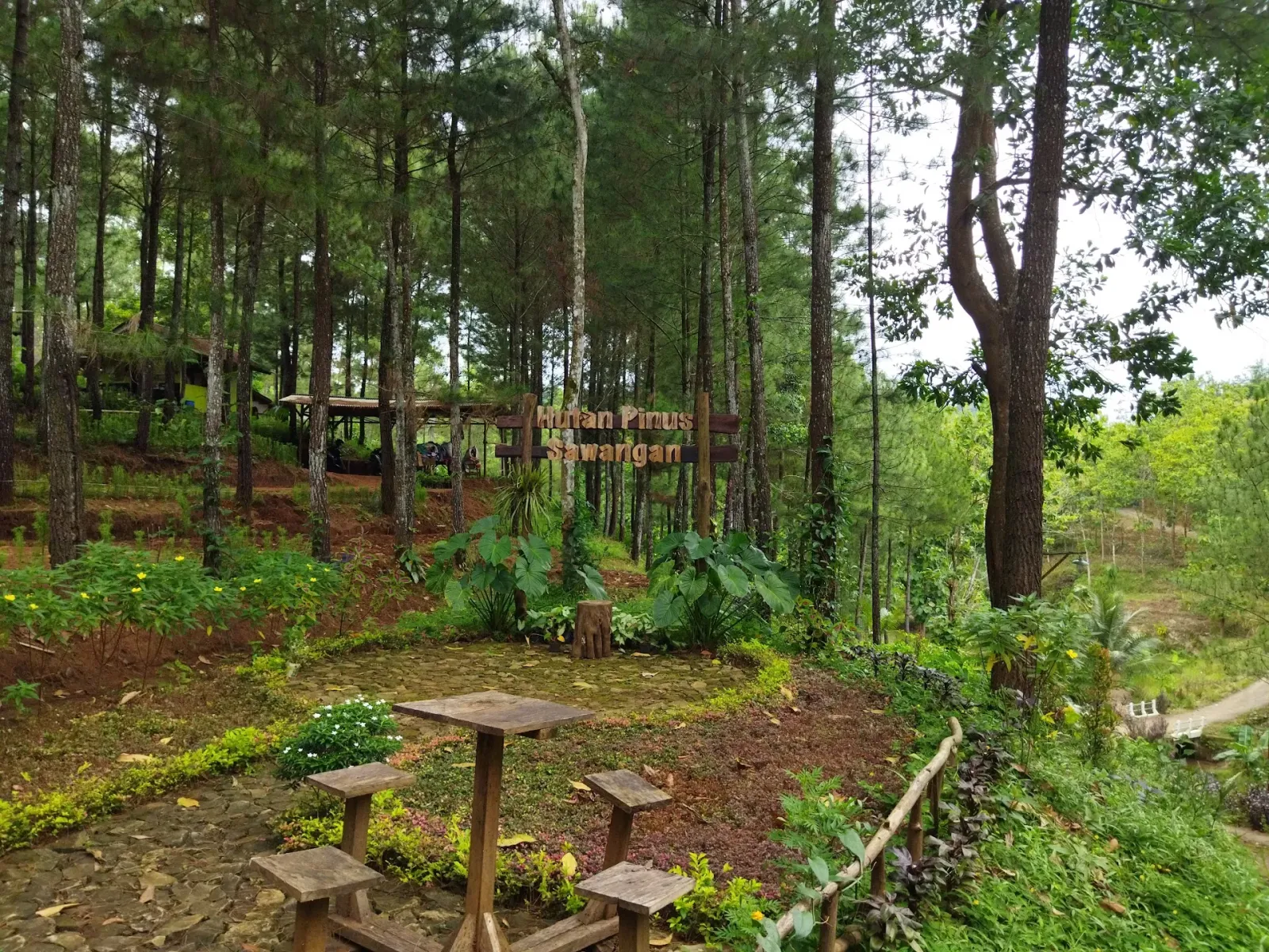 HUTAN PINUS SAWANGAN