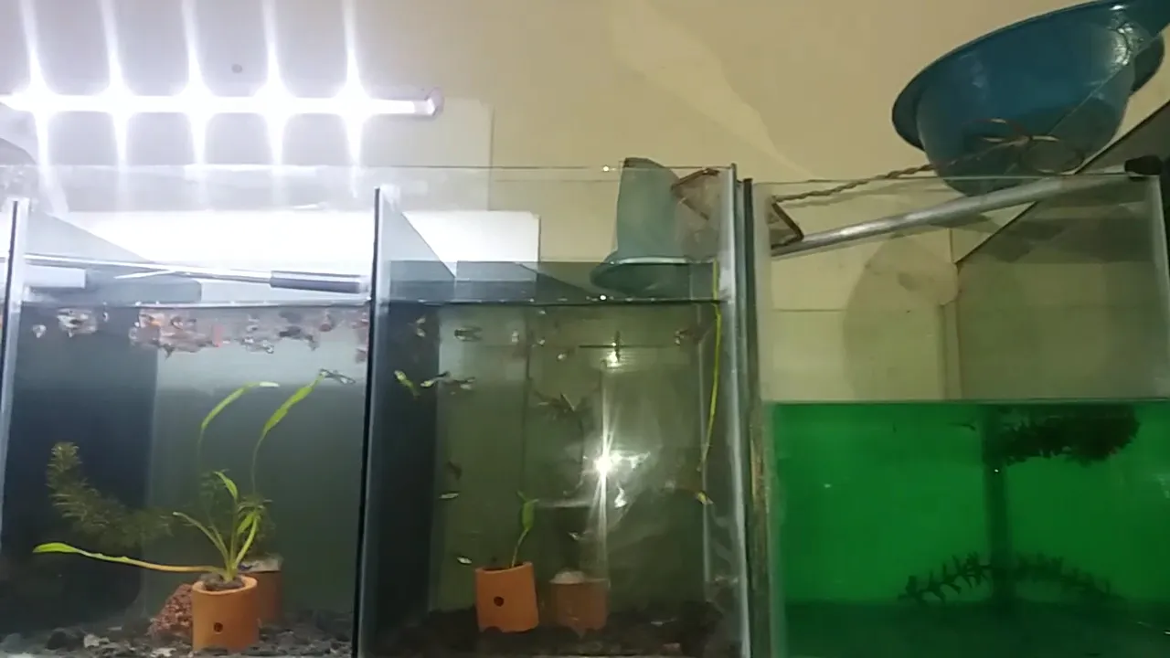 Ikan hias Ken zoar fish dan aquarium